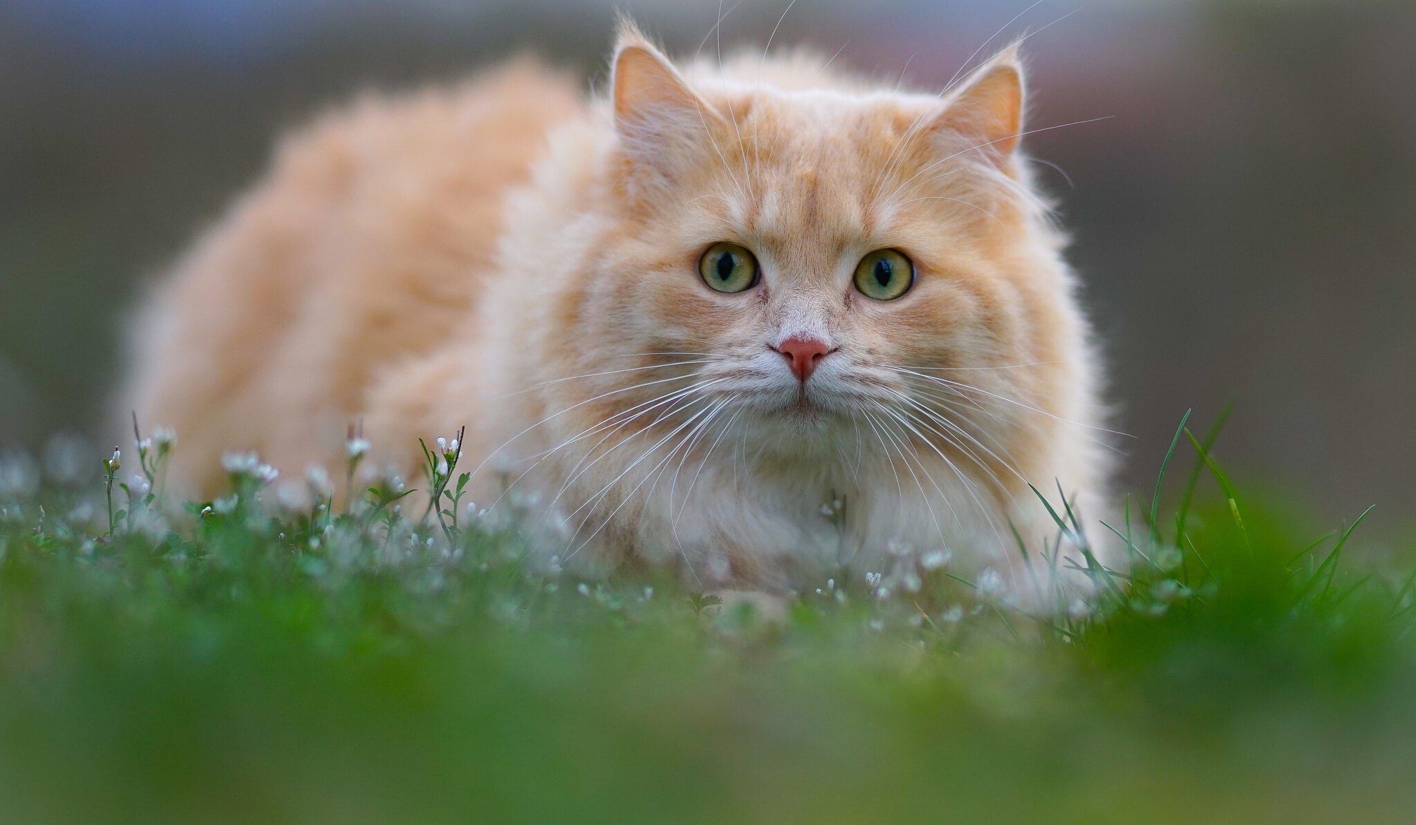 Baixar papel de parede para celular de Animais, Gatos, Gato gratuito.