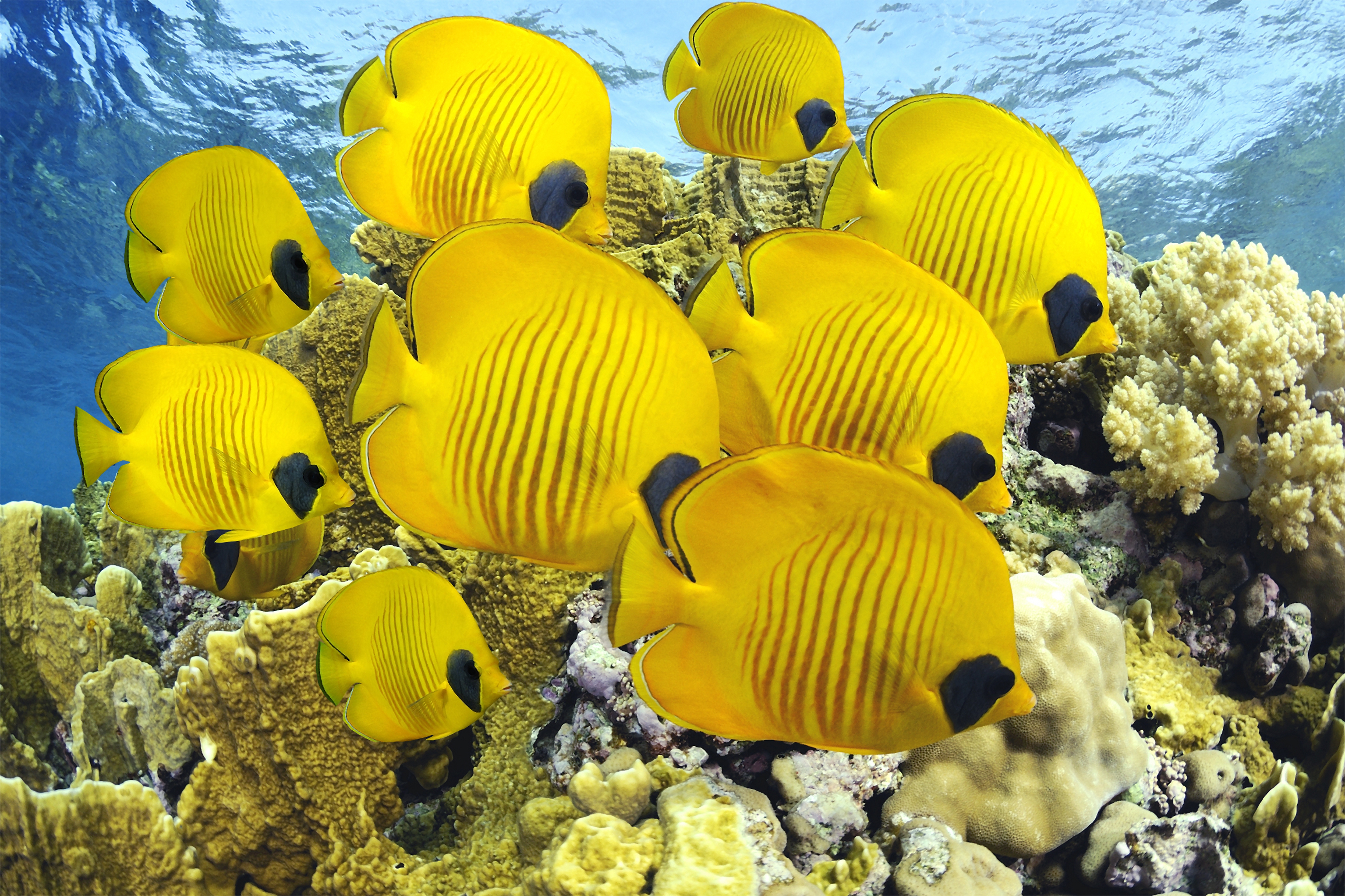 75635 Bild herunterladen fische, tiere, sea, ozean, die form, form, unterwasserwelt - Hintergrundbilder und Bildschirmschoner kostenlos