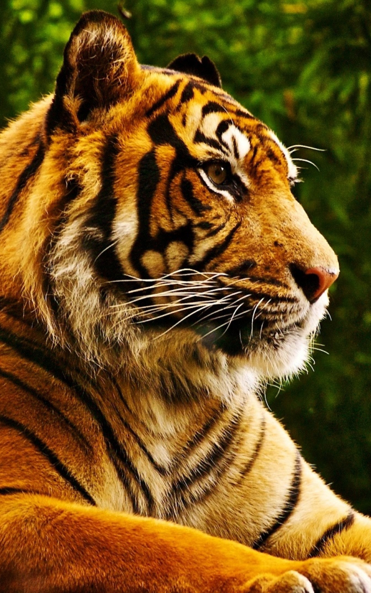 Descarga gratuita de fondo de pantalla para móvil de Animales, Gatos, Tigre.