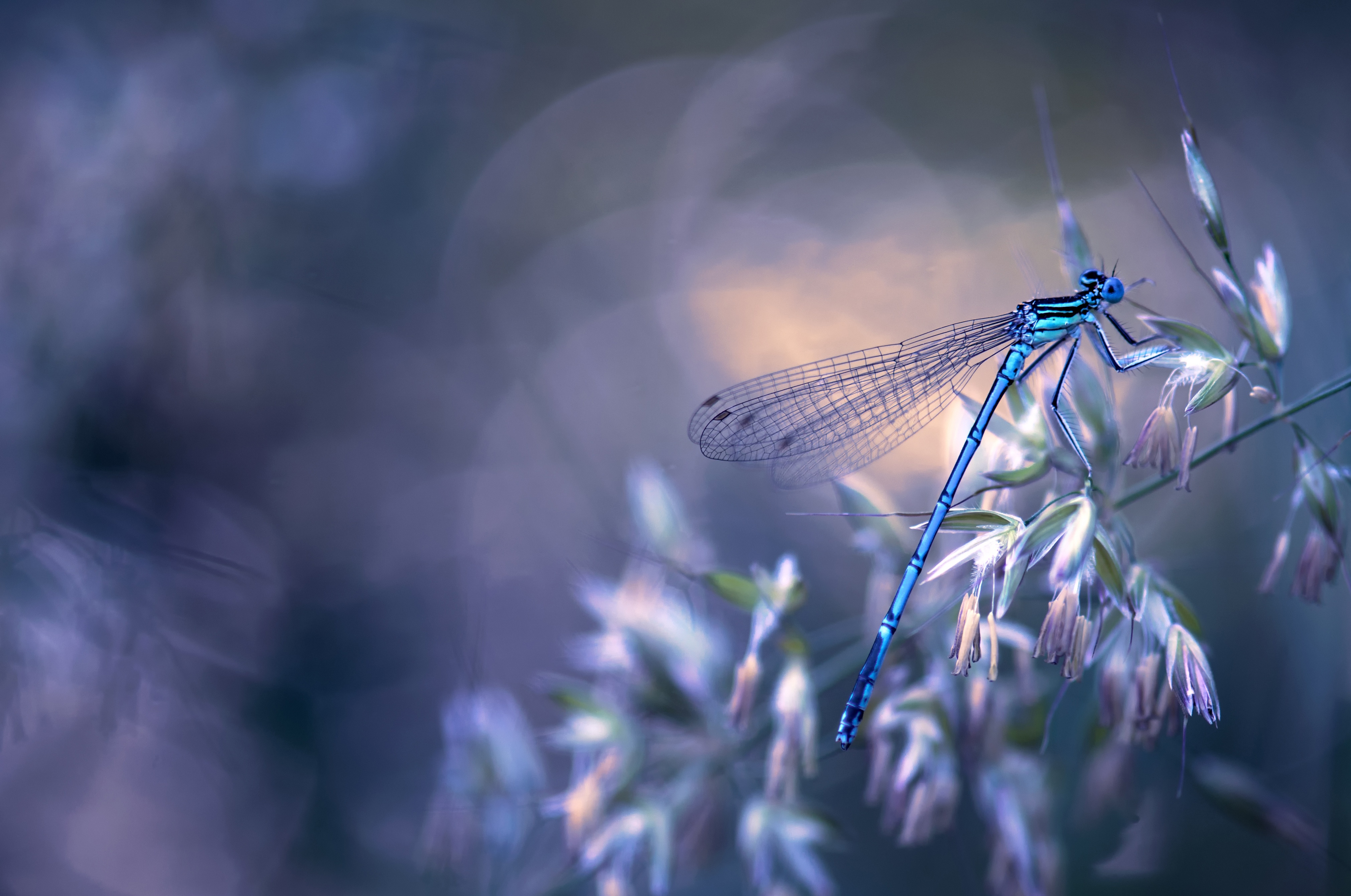 Free download wallpaper Insects, Flower, Macro, Insect, Animal, Dragonfly on your PC desktop
