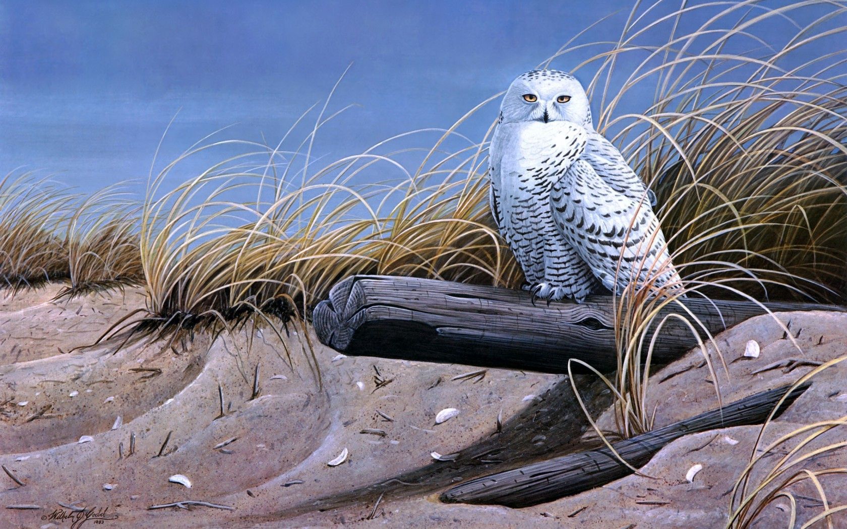 Download PC Wallpaper birds, art, sand, owl, painting, log, dry grass