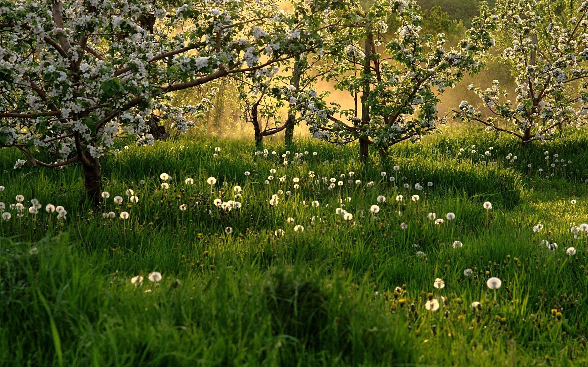 nature, trees, grass, dandelions, bloom, flowering, spring