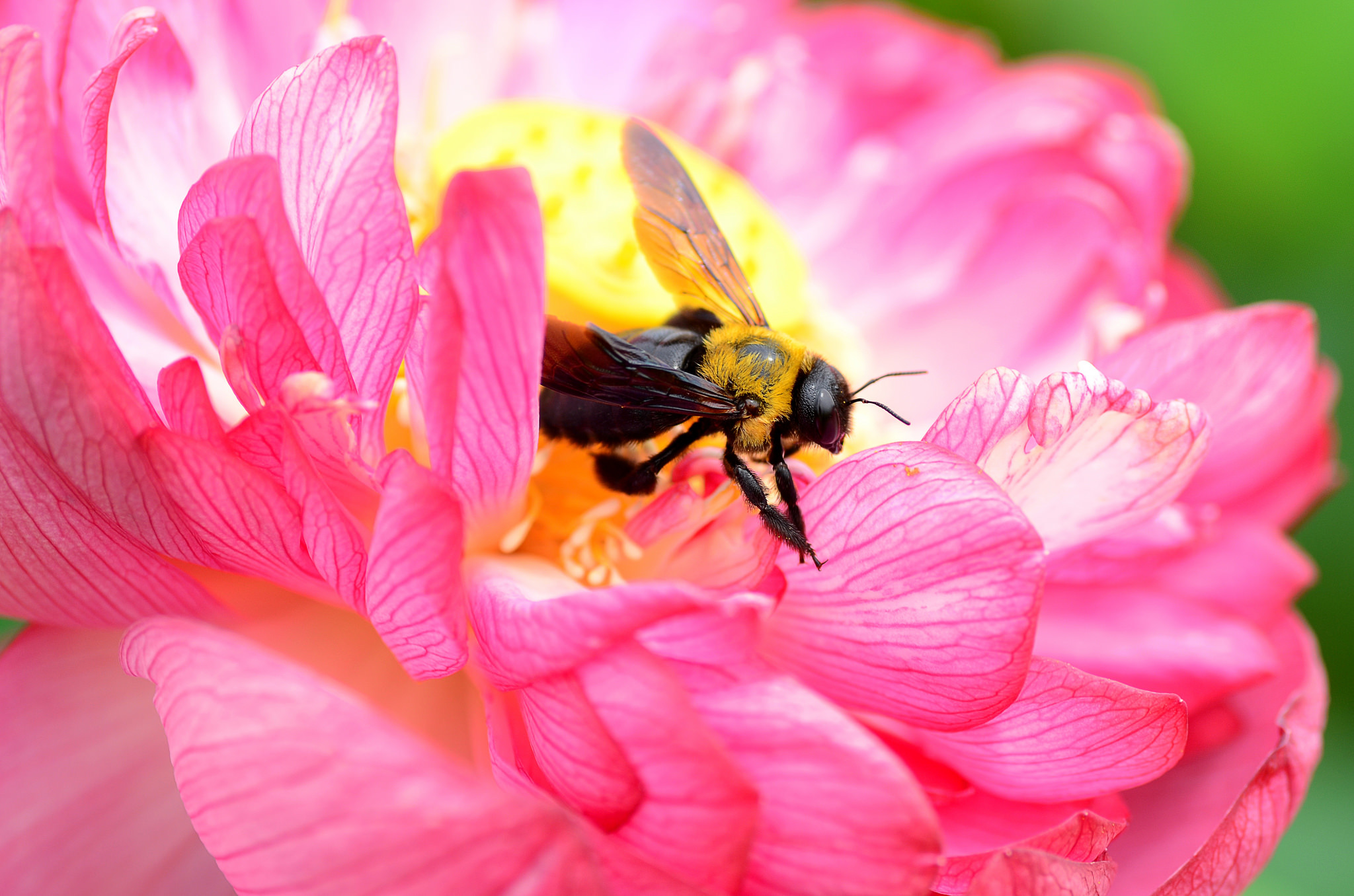 Download mobile wallpaper Insects, Flower, Macro, Insect, Bee, Animal, Pink Flower for free.
