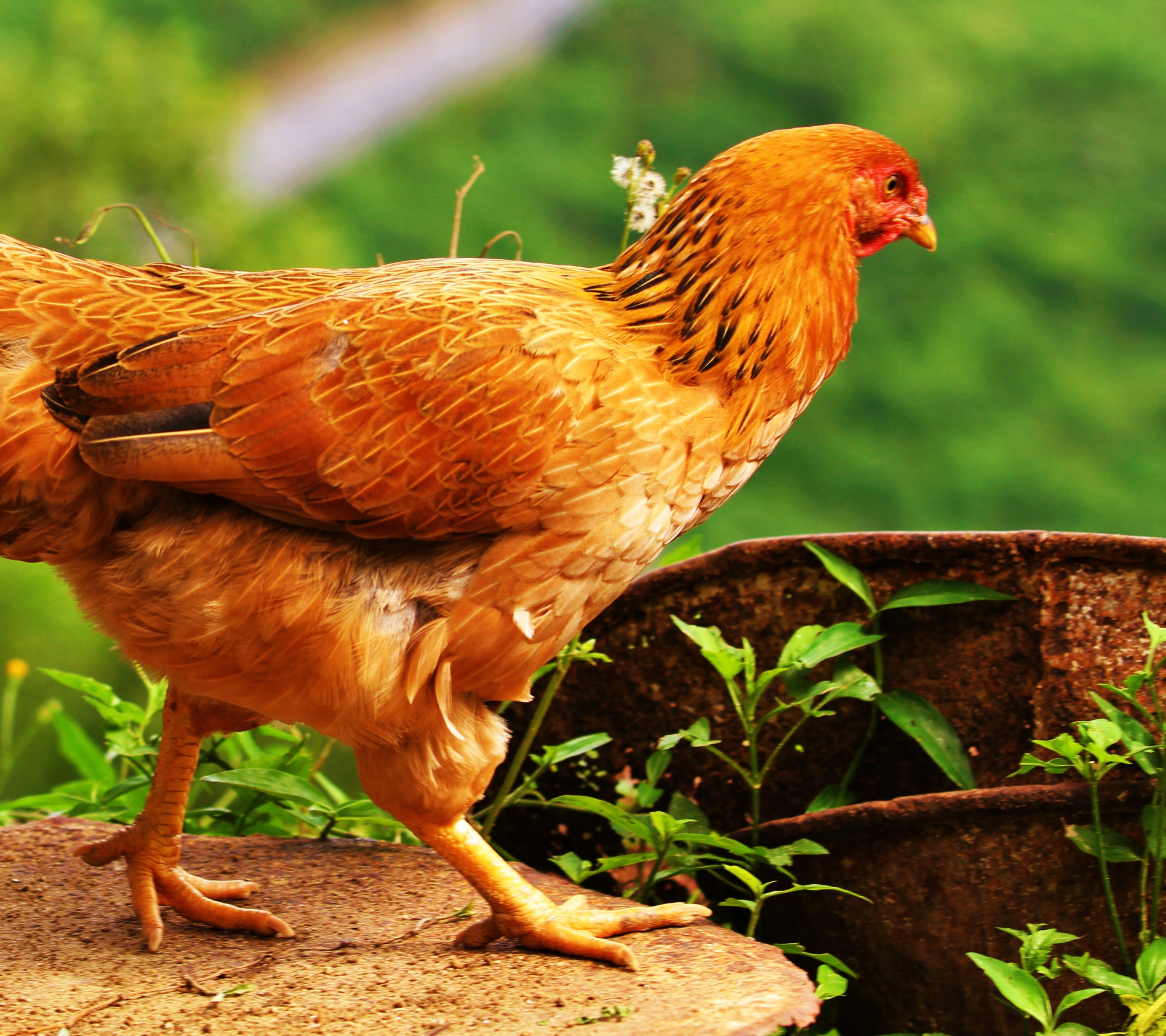 Laden Sie das Tiere, Vögel, Küken, Huhn-Bild kostenlos auf Ihren PC-Desktop herunter