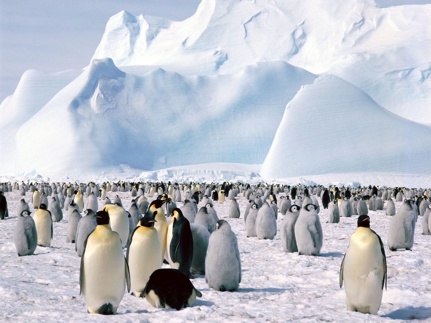 34288 скачать обои пингвины, животные, птицы - заставки и картинки бесплатно