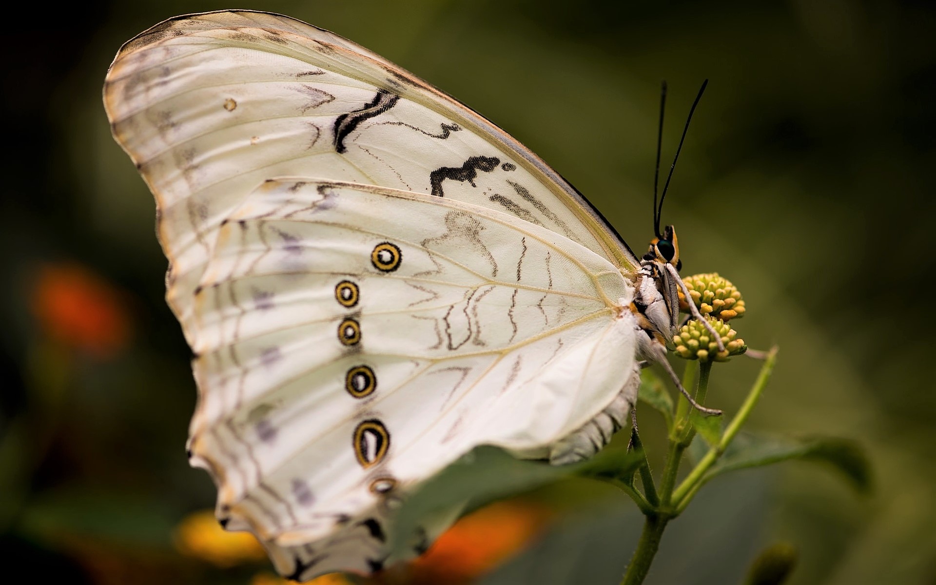 無料モバイル壁紙動物, 蝶, 閉じるをダウンロードします。