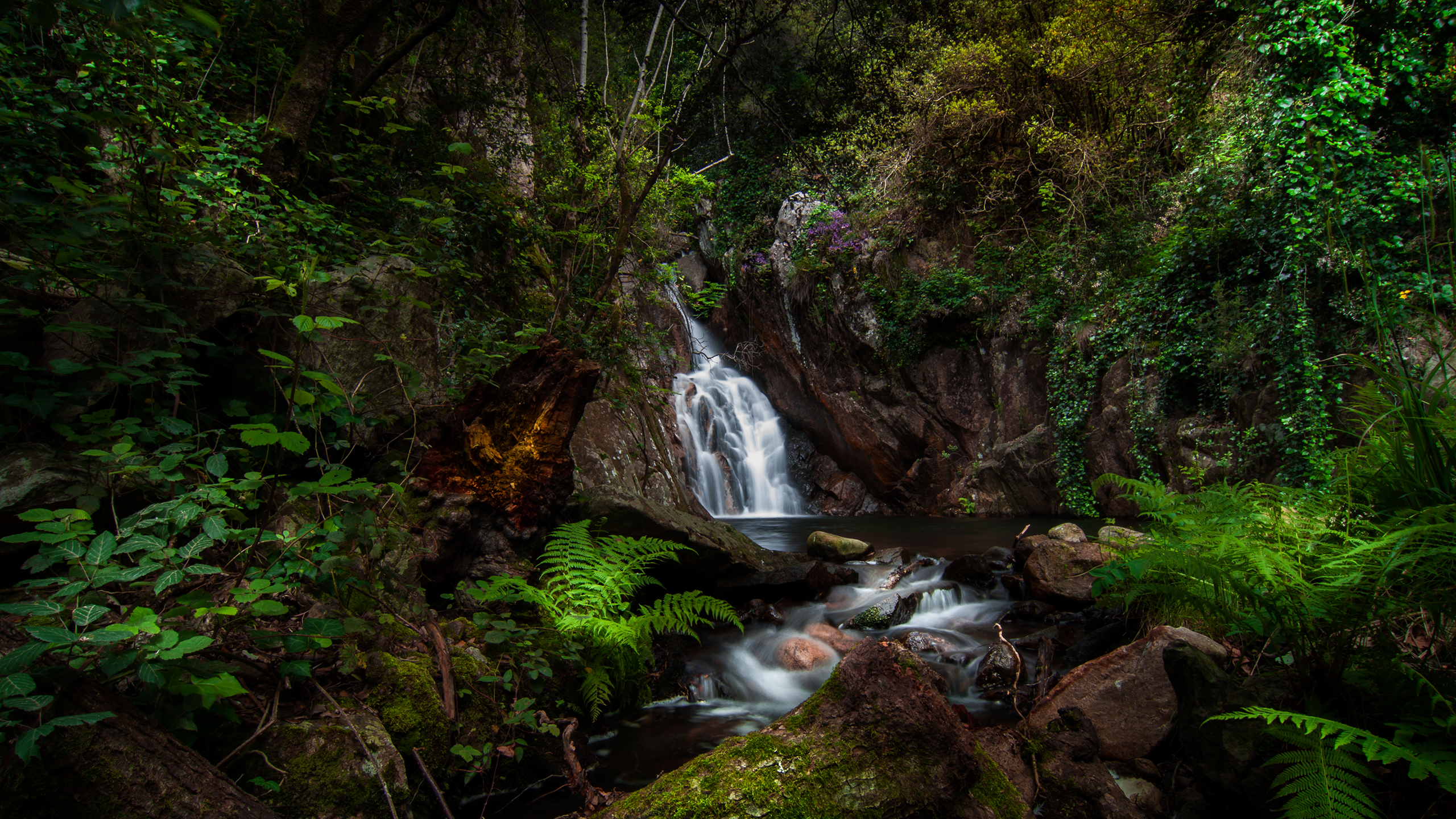 Handy-Wallpaper Wasserfälle, Farne, Wasserfall, Wald, Baum, Erde/natur kostenlos herunterladen.