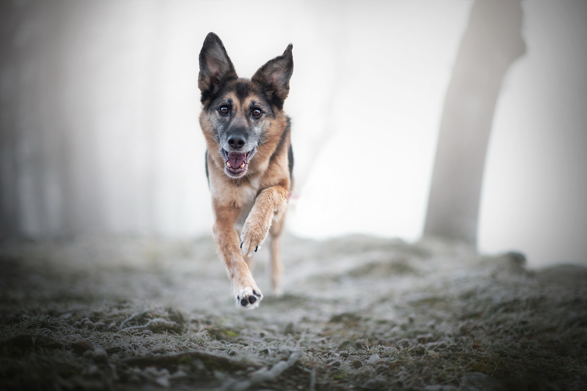 PCデスクトップに動物, 犬, 霧, ジャーマンシェパード画像を無料でダウンロード