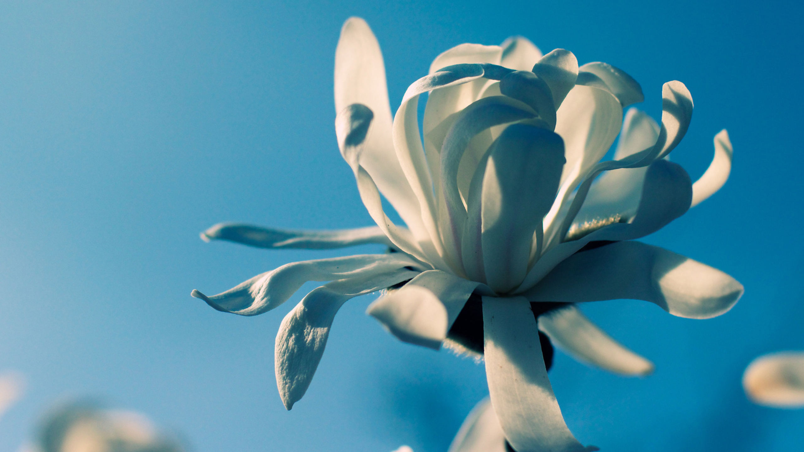 Téléchargez gratuitement l'image Fleurs, Fleur, Terre/nature sur le bureau de votre PC