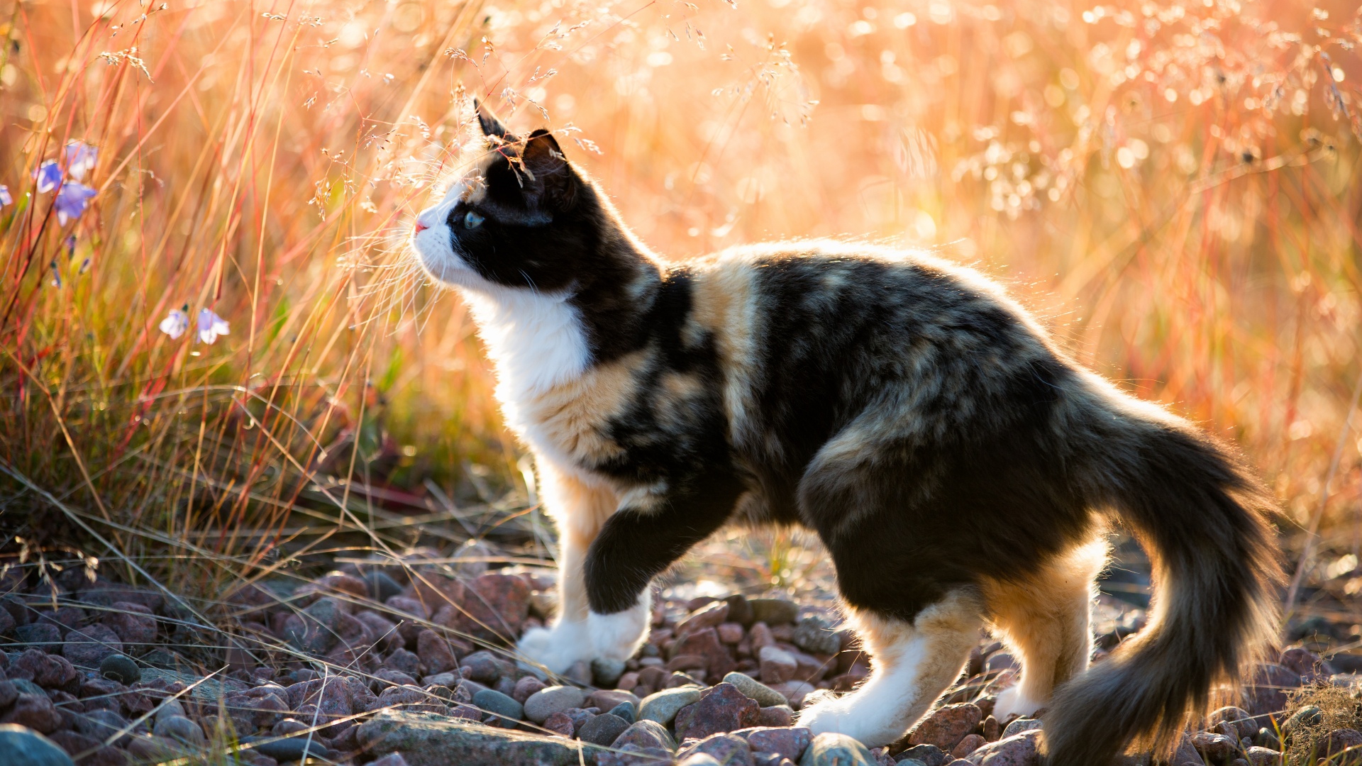 Descarga gratuita de fondo de pantalla para móvil de Animales, Gato, Soleado.