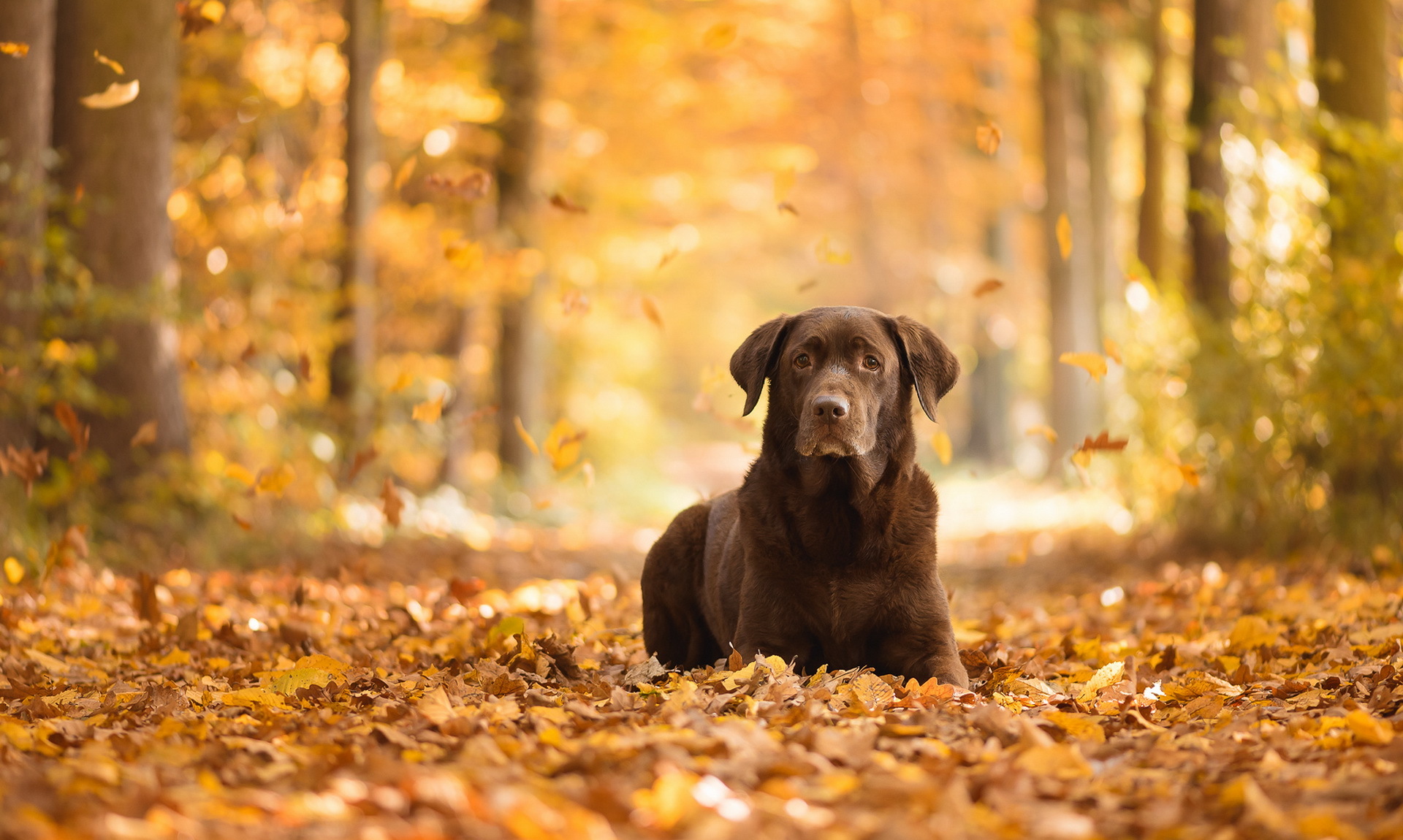 Free download wallpaper Dogs, Forest, Dog, Leaf, Fall, Animal, Labrador Retriever, Depth Of Field on your PC desktop