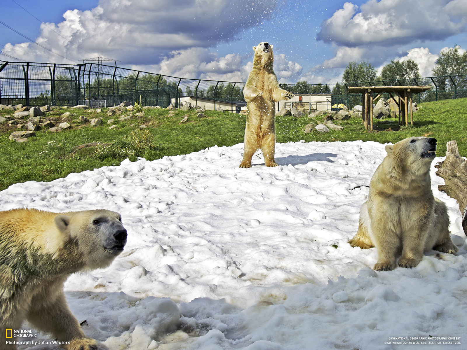 Скачать обои бесплатно Животные, Медведи, Полярный Медведь картинка на рабочий стол ПК