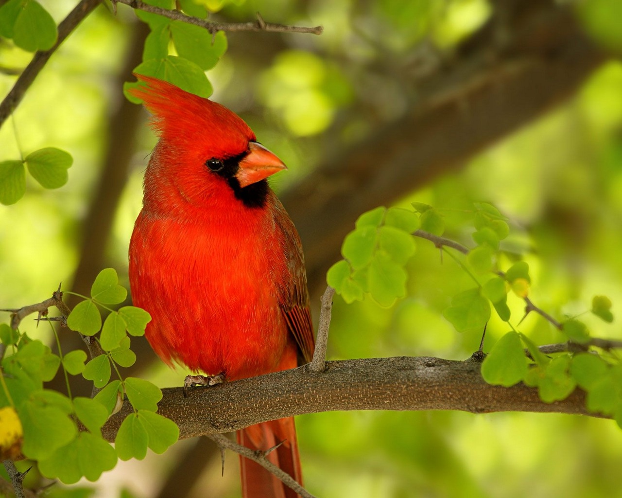 1449434 descargar imagen animales, cardenal, pájaro: fondos de pantalla y protectores de pantalla gratis