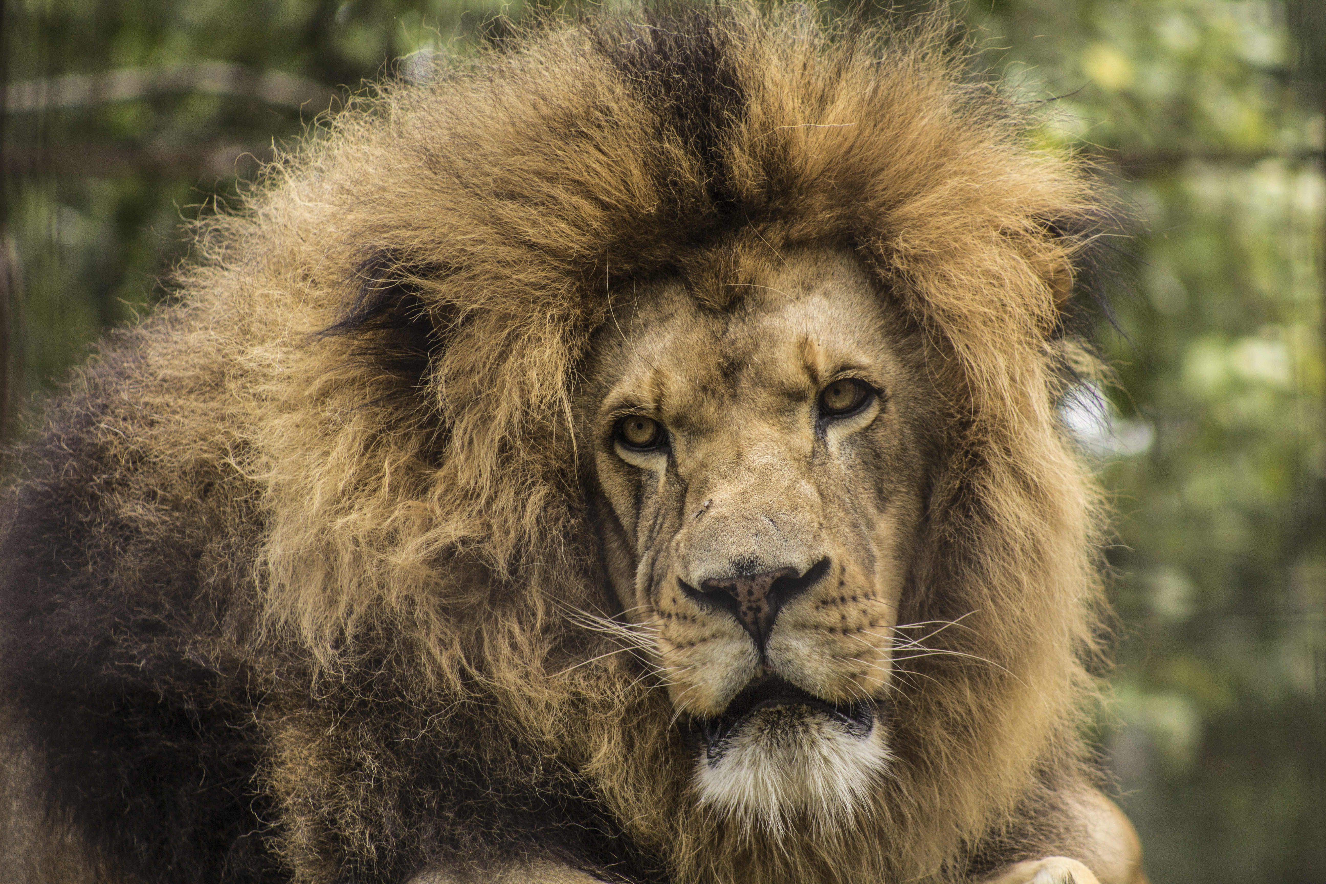 124918 descargar imagen león, animales, bozal, un leon, depredador, visión, opinión, melena: fondos de pantalla y protectores de pantalla gratis
