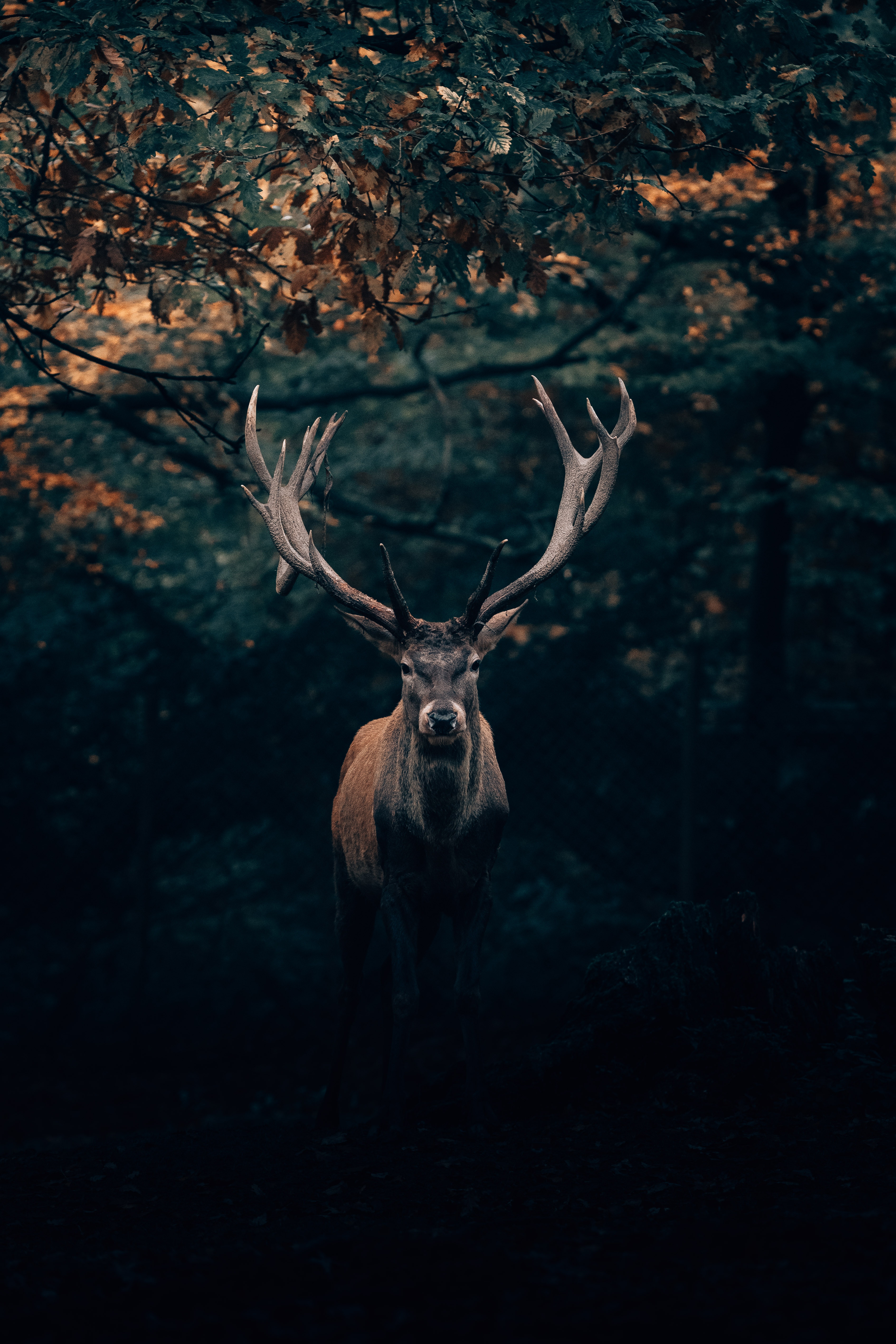 wildlife, deer, horns, animals, forest, branches