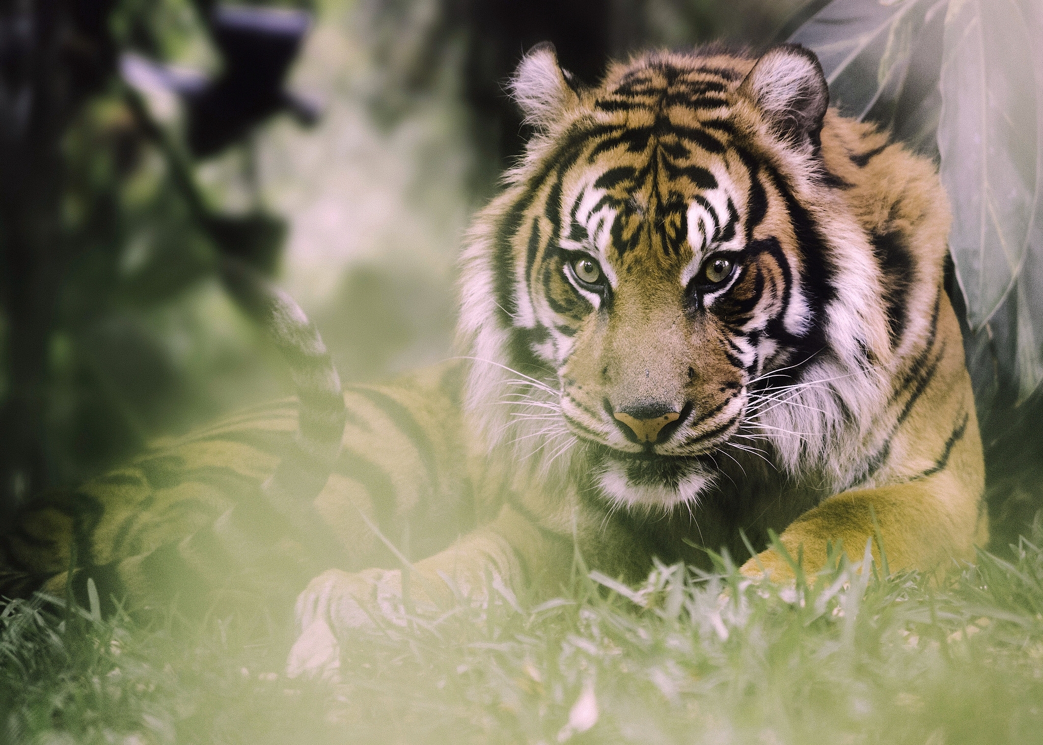 Free download wallpaper Cats, Tiger, Animal on your PC desktop