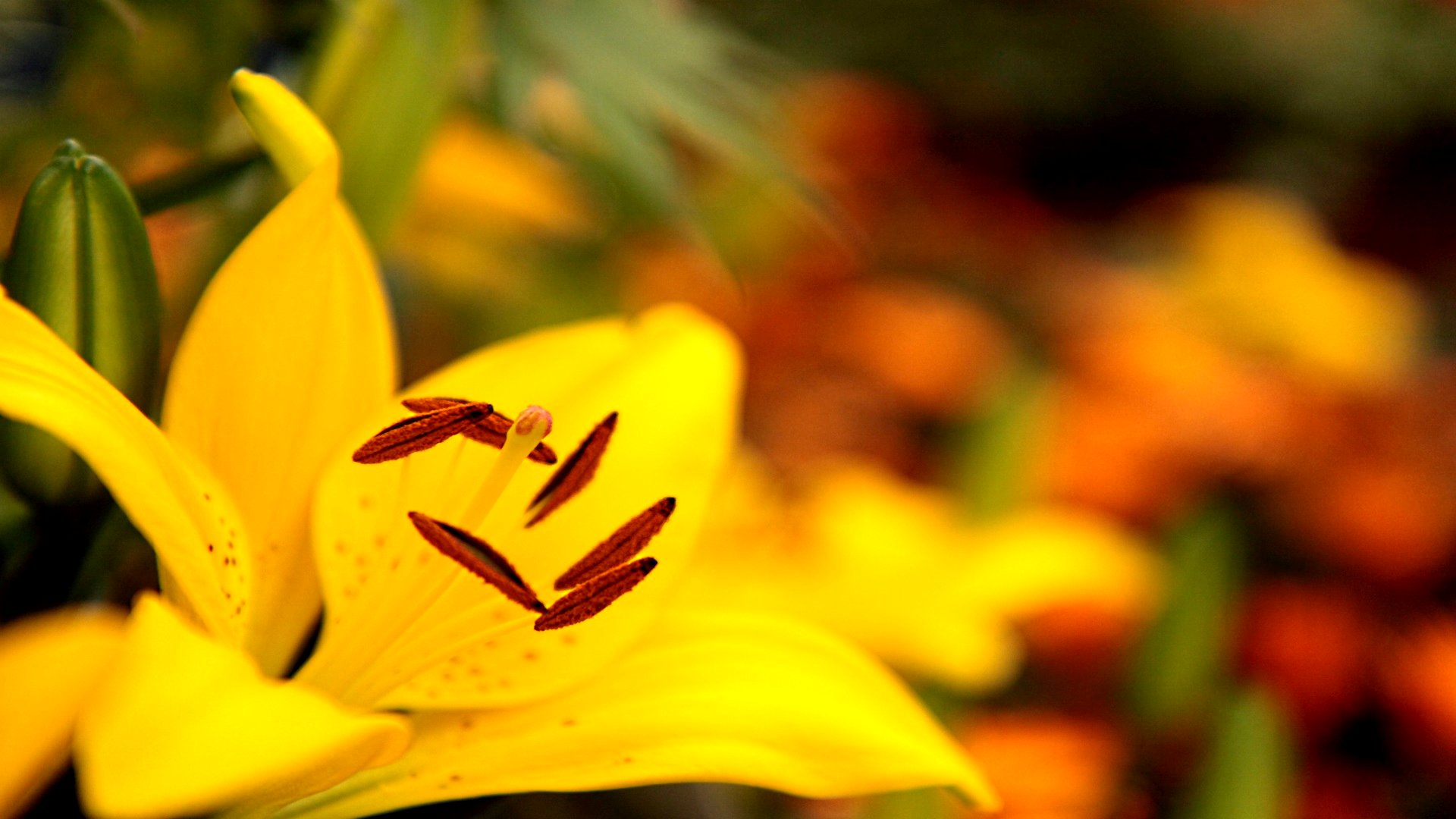Laden Sie das Blumen, Lilie, Erde/natur-Bild kostenlos auf Ihren PC-Desktop herunter