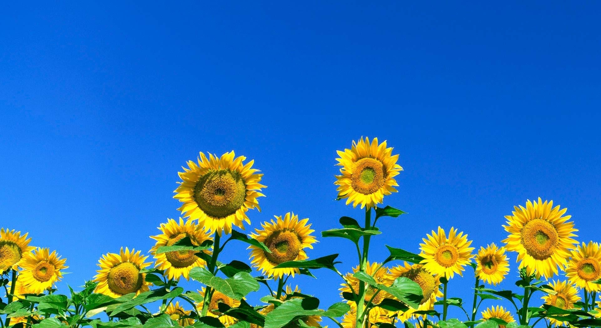 Скачать обои бесплатно Солнечно, Подсолнухи, Небо, Поле, Цветы, Лето картинка на рабочий стол ПК