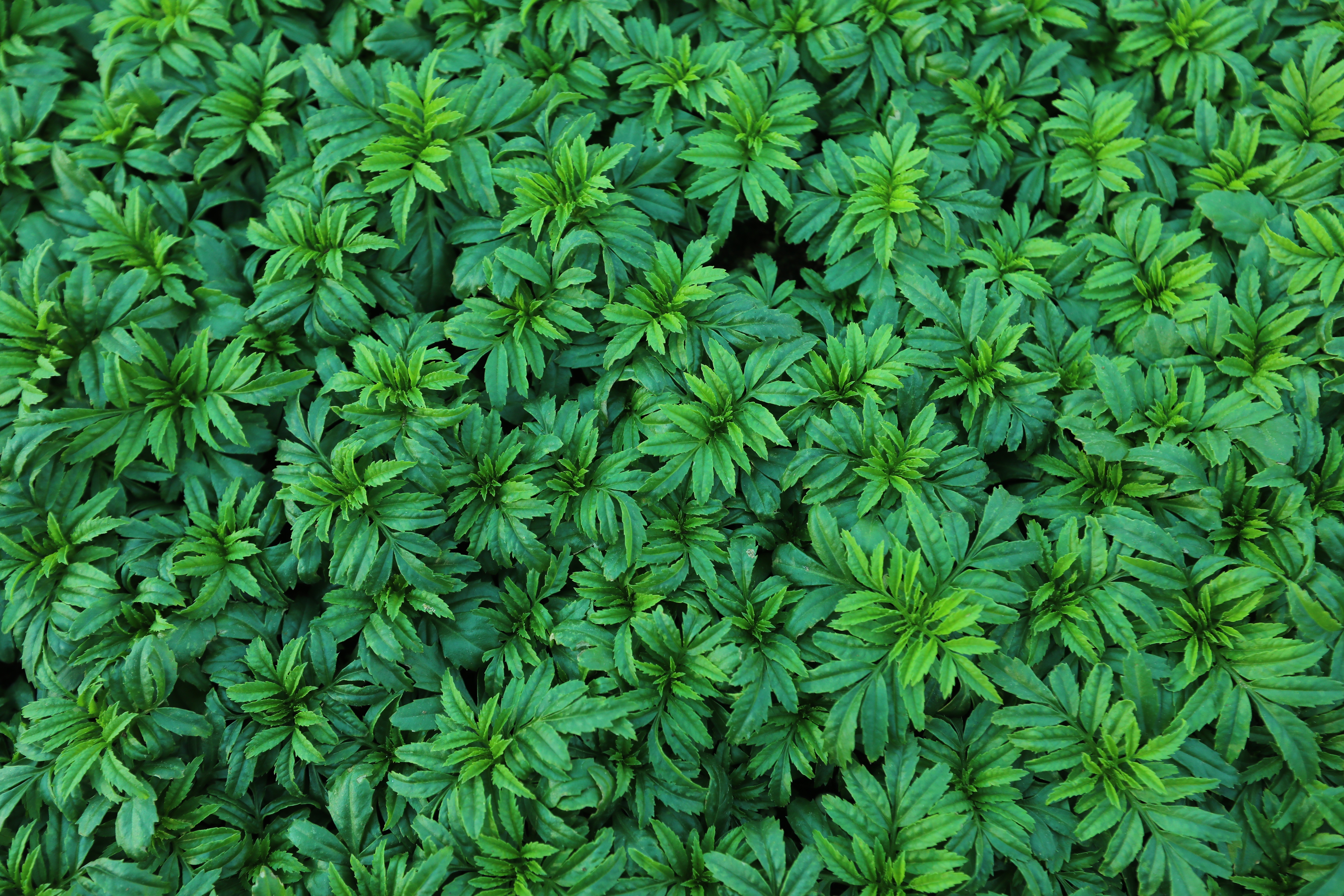 Download mobile wallpaper Plant, Leaves, Bush, Nature for free.