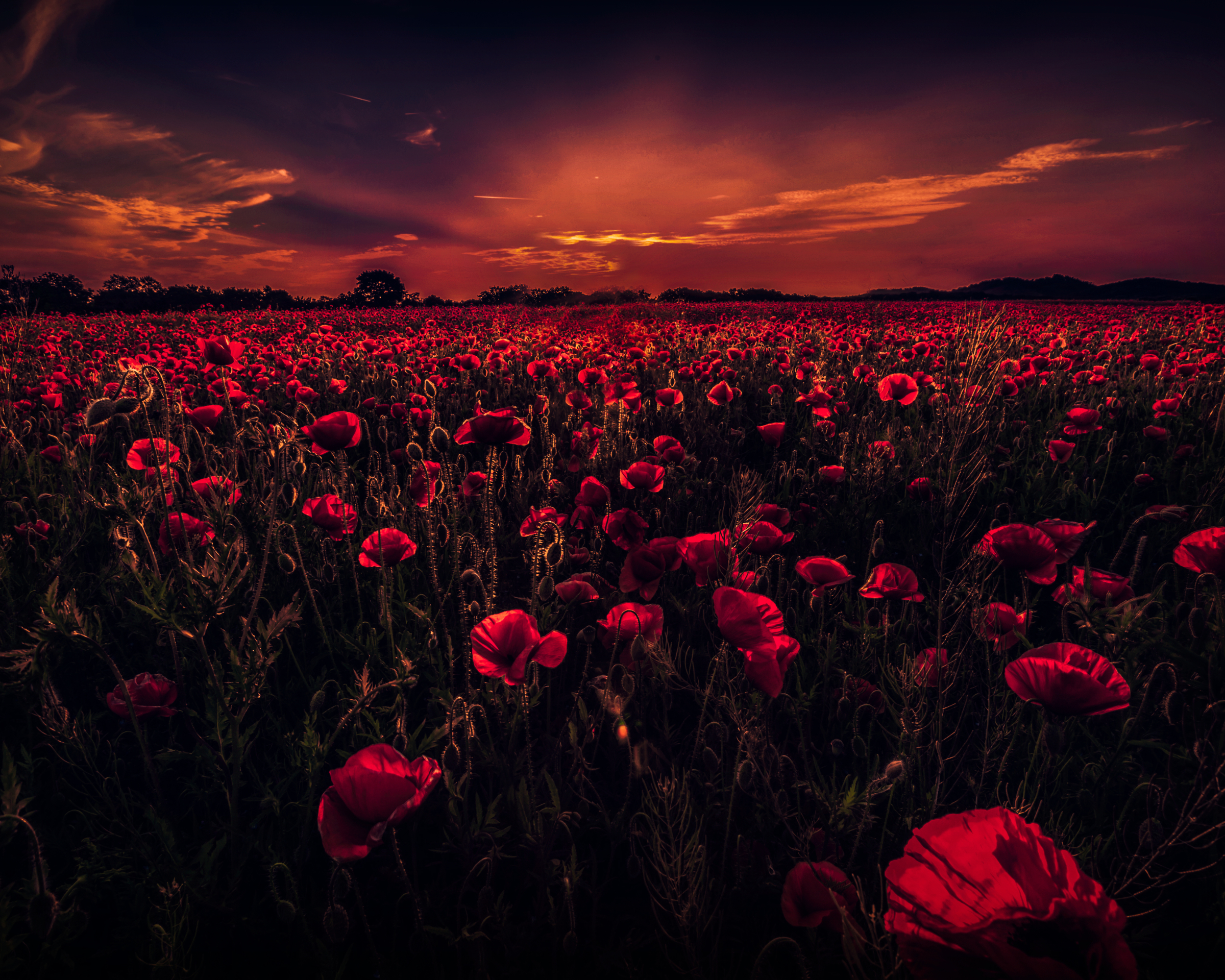 Laden Sie das Blumen, Mohn, Feld, Himmel, Sonnenuntergang, Rote Blume, Erde/natur, Aufstellen-Bild kostenlos auf Ihren PC-Desktop herunter