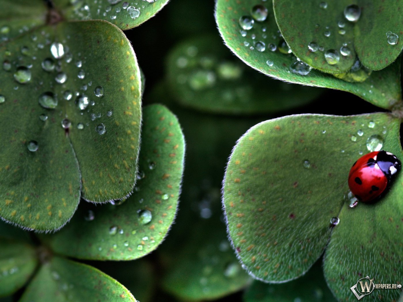 drops, insects, leaves, ladybugs, green Panoramic Wallpaper