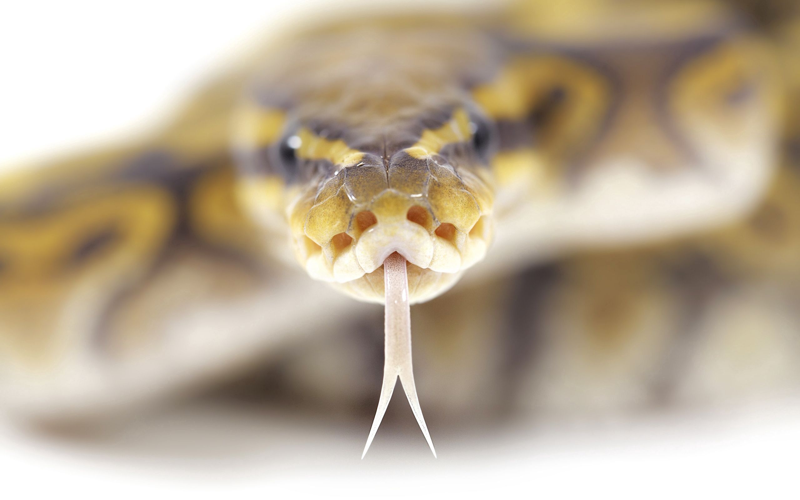 snake, animals, stains, spots, language, tongue, poison Full HD