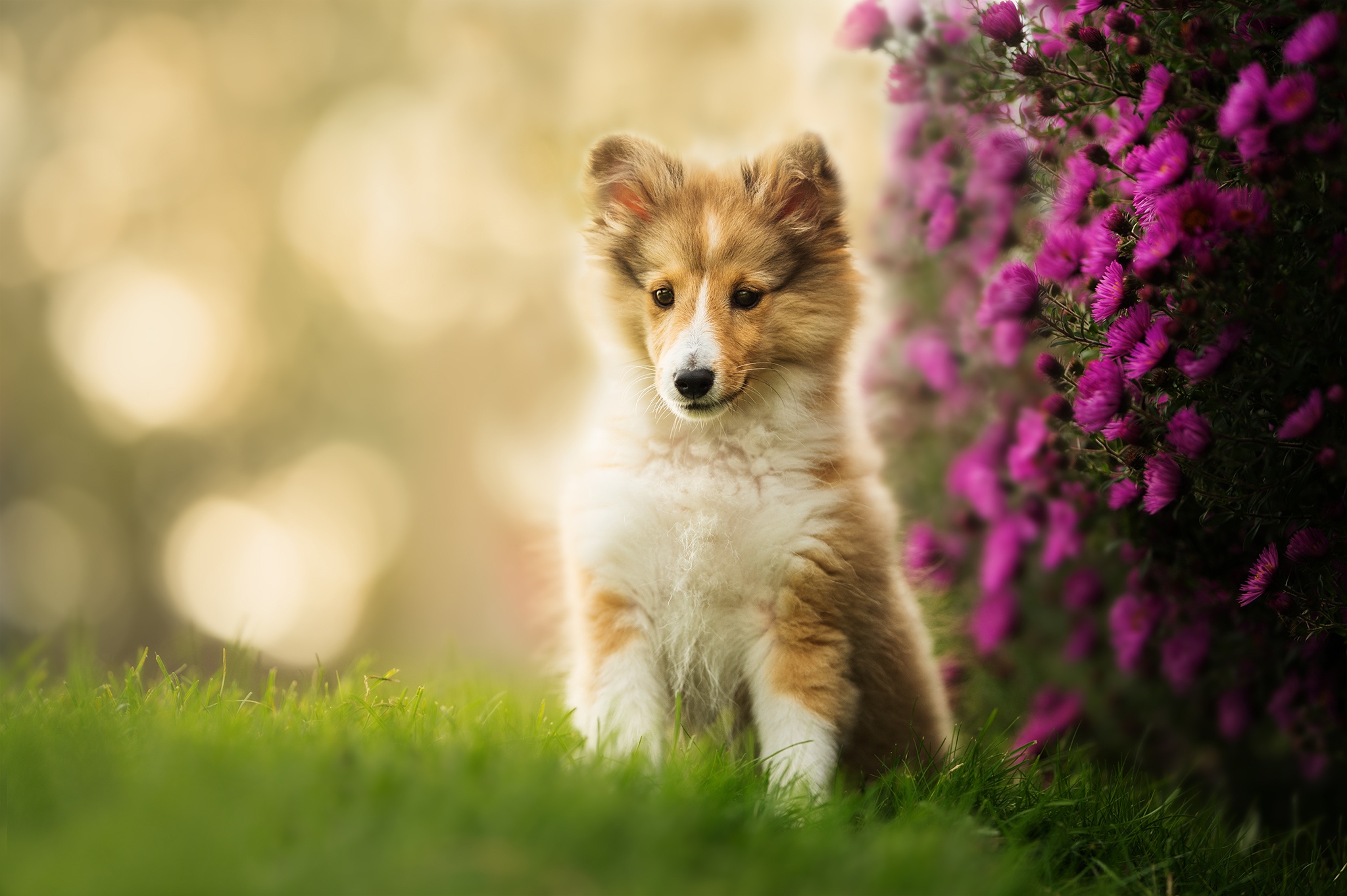 Laden Sie das Tiere, Hunde, Hund, Welpen, Shetland Schäferhund, Tierbaby-Bild kostenlos auf Ihren PC-Desktop herunter