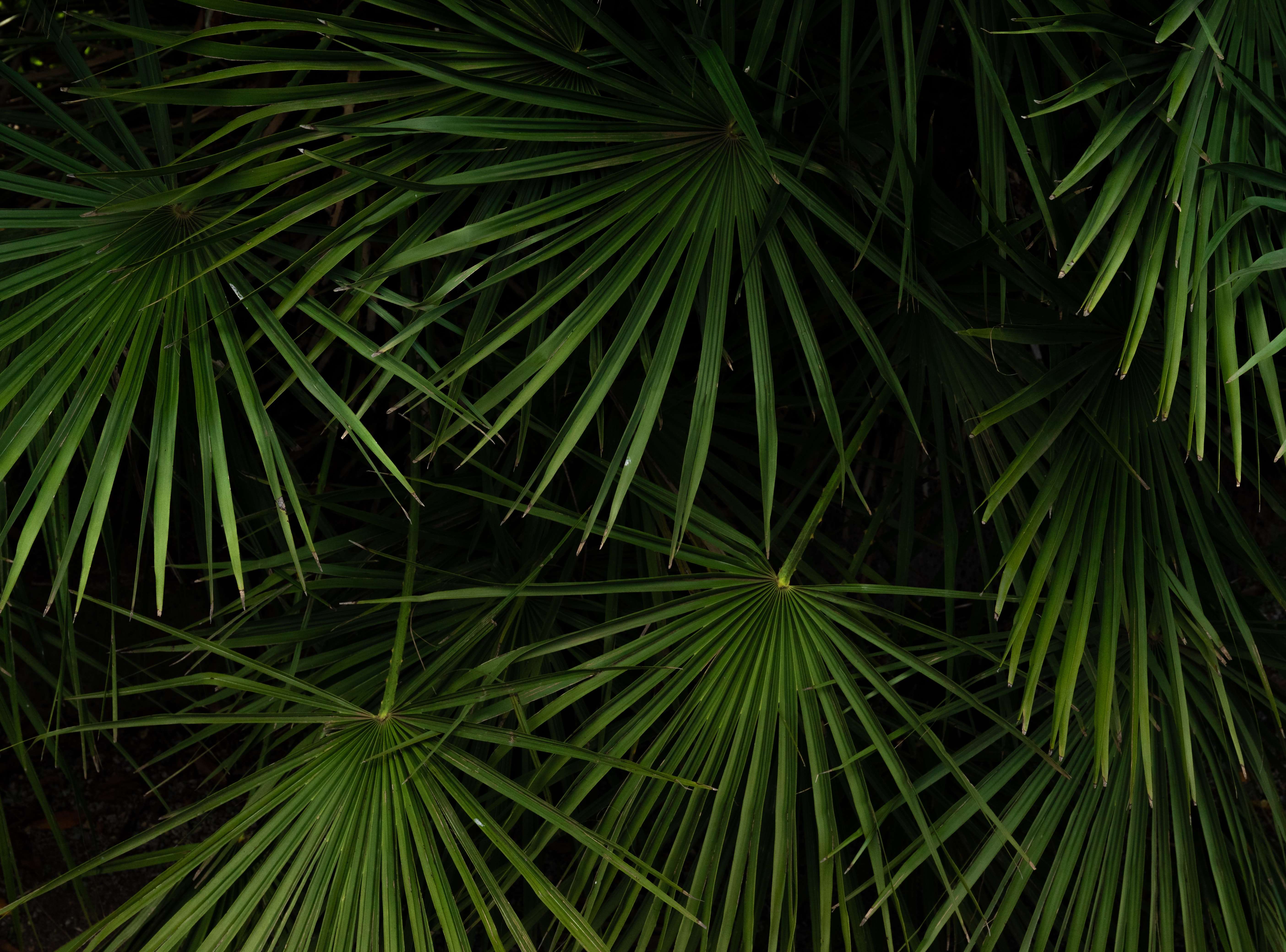 Download mobile wallpaper Bush, Leaves, Nature for free.