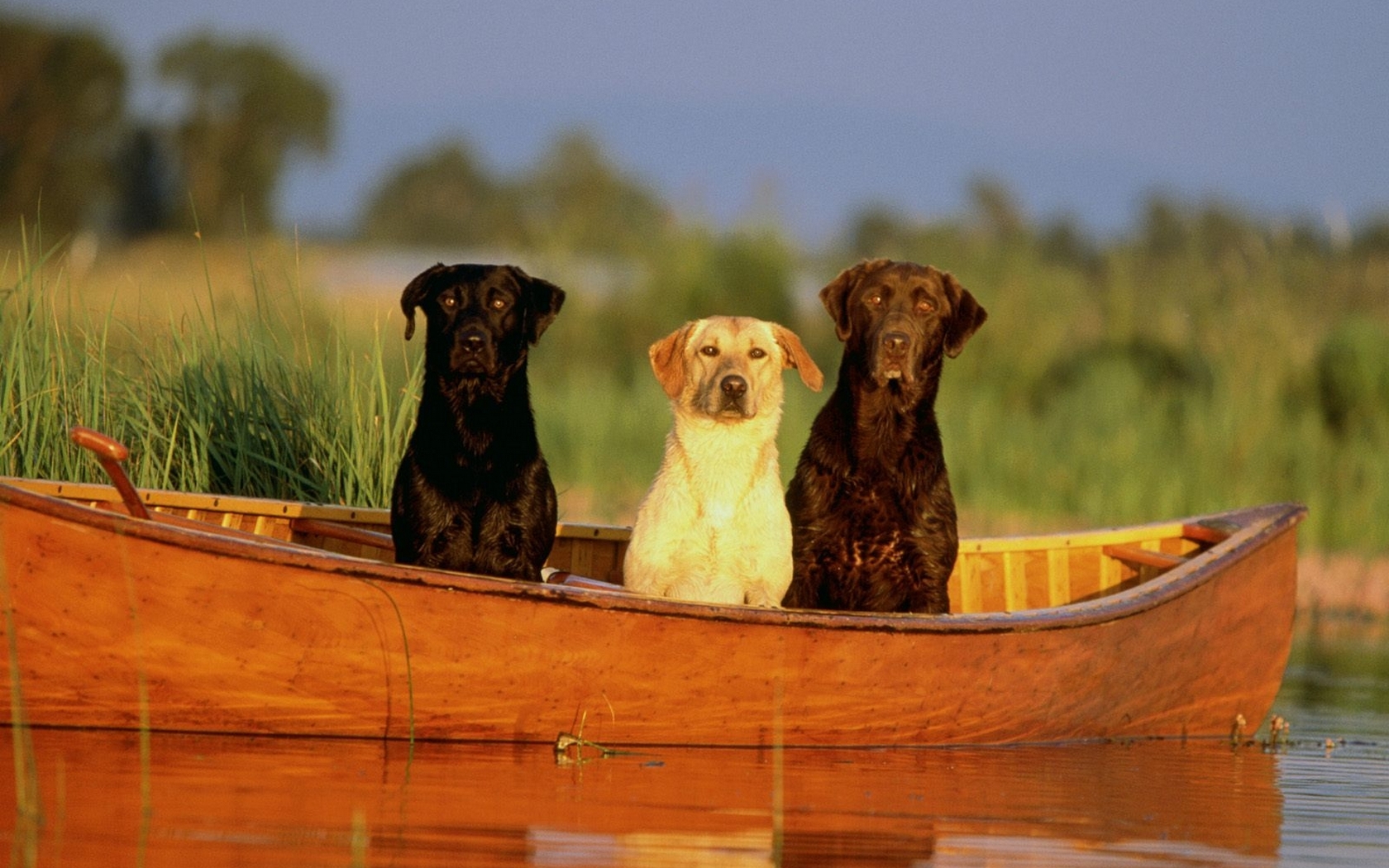 Скачать обои бесплатно Животные, Лодки, Собаки картинка на рабочий стол ПК