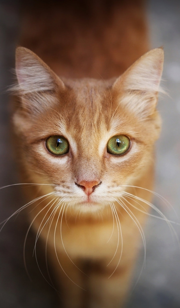 無料モバイル壁紙動物, ネコ, 猫, 見詰めるをダウンロードします。