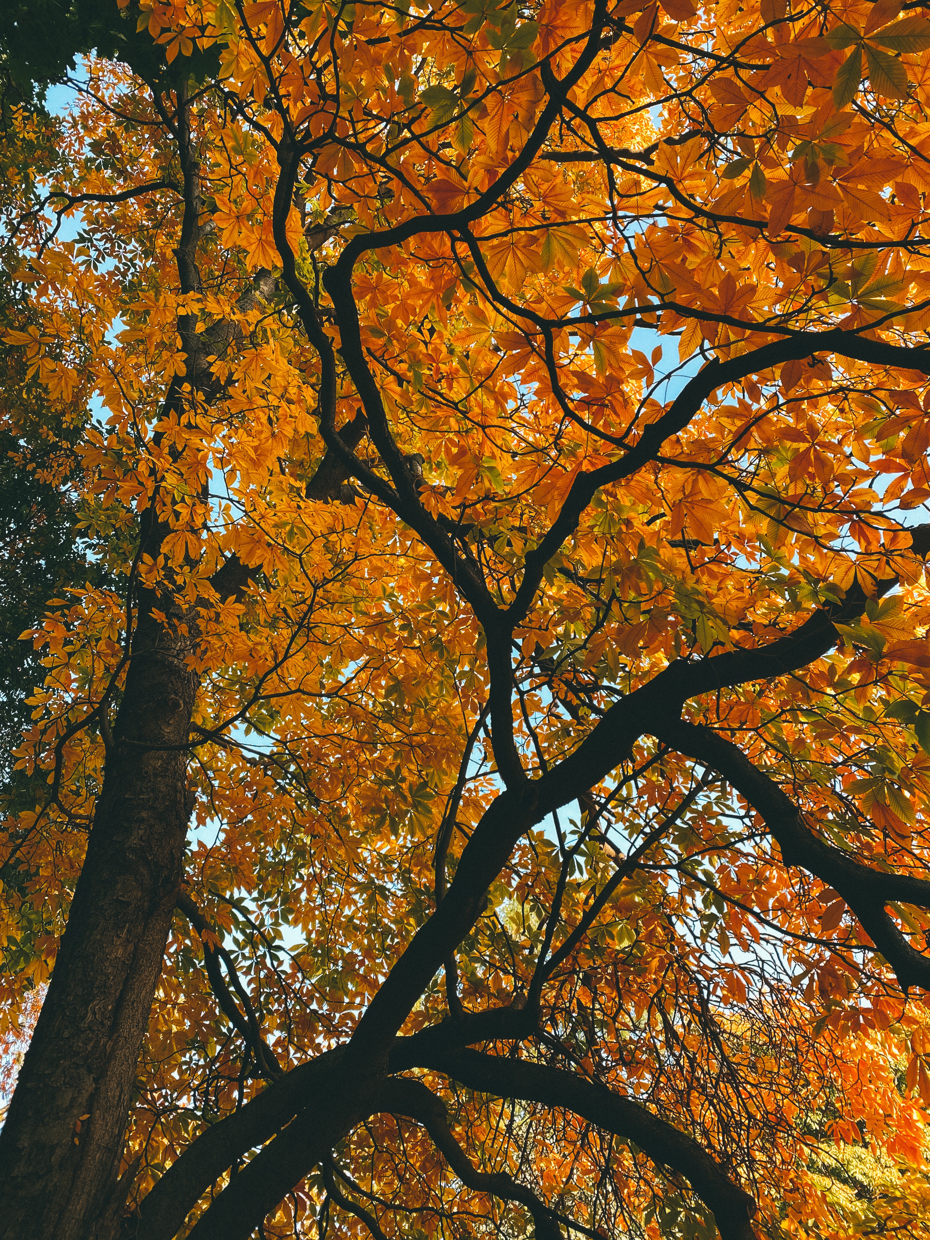 Скачать картинку Дерево, Ветки, Листья, Желтый, Природа, Осень в телефон бесплатно.