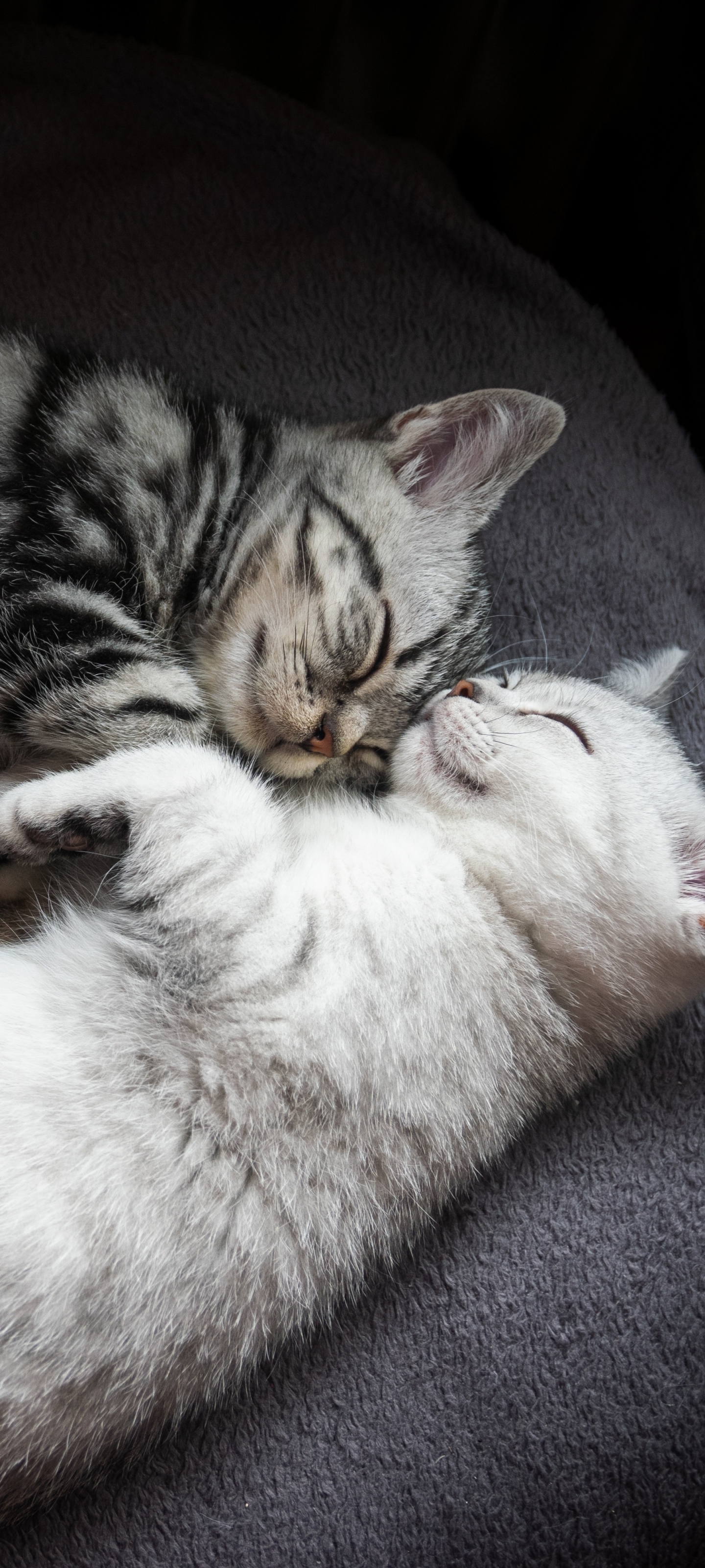Descarga gratis la imagen Animales, Gatos, Gato, Dormido en el escritorio de tu PC