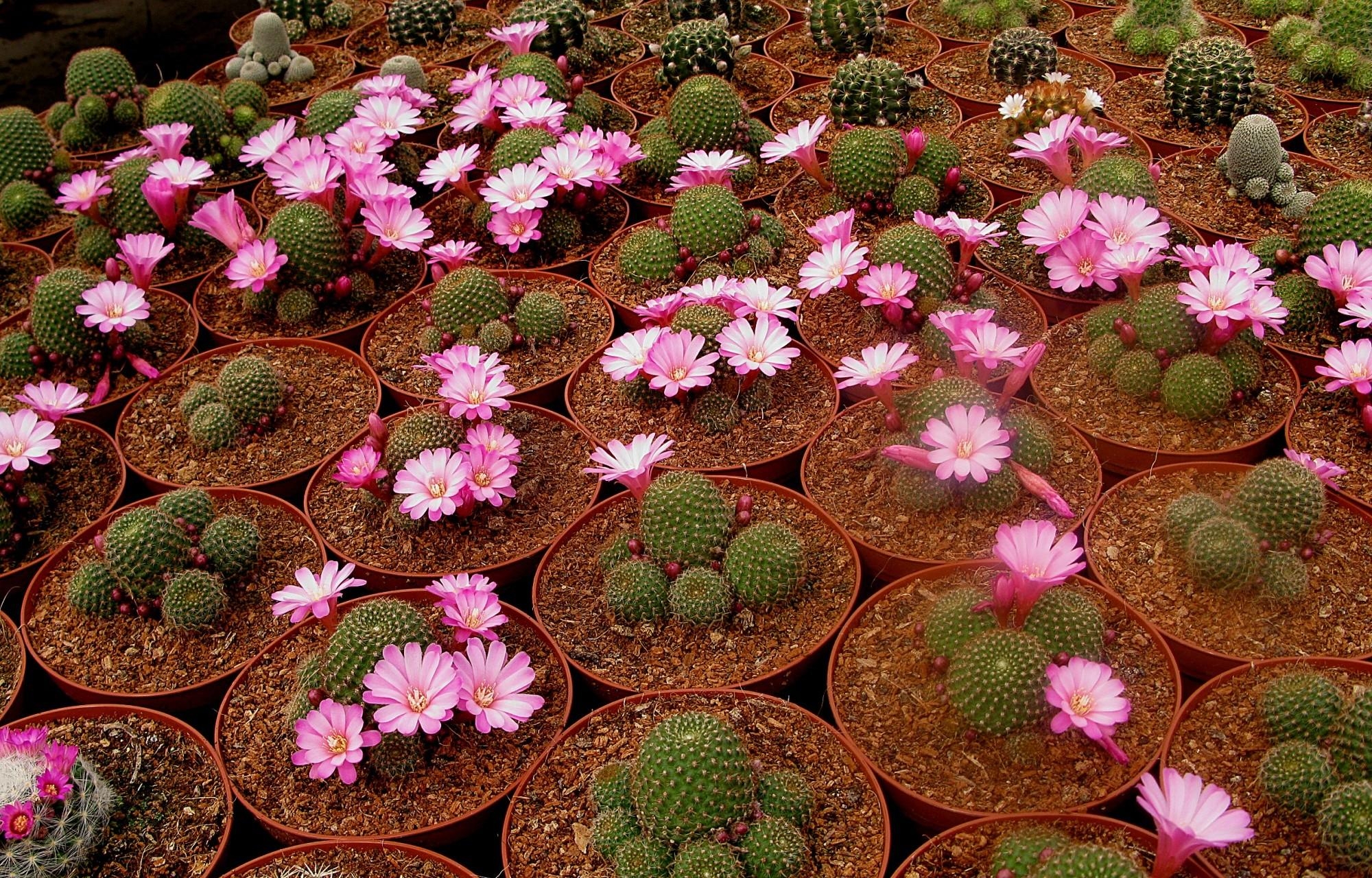 147542 télécharger l'image cactus, floraison, fleurs, pots, élevage, reproduction - fonds d'écran et économiseurs d'écran gratuits