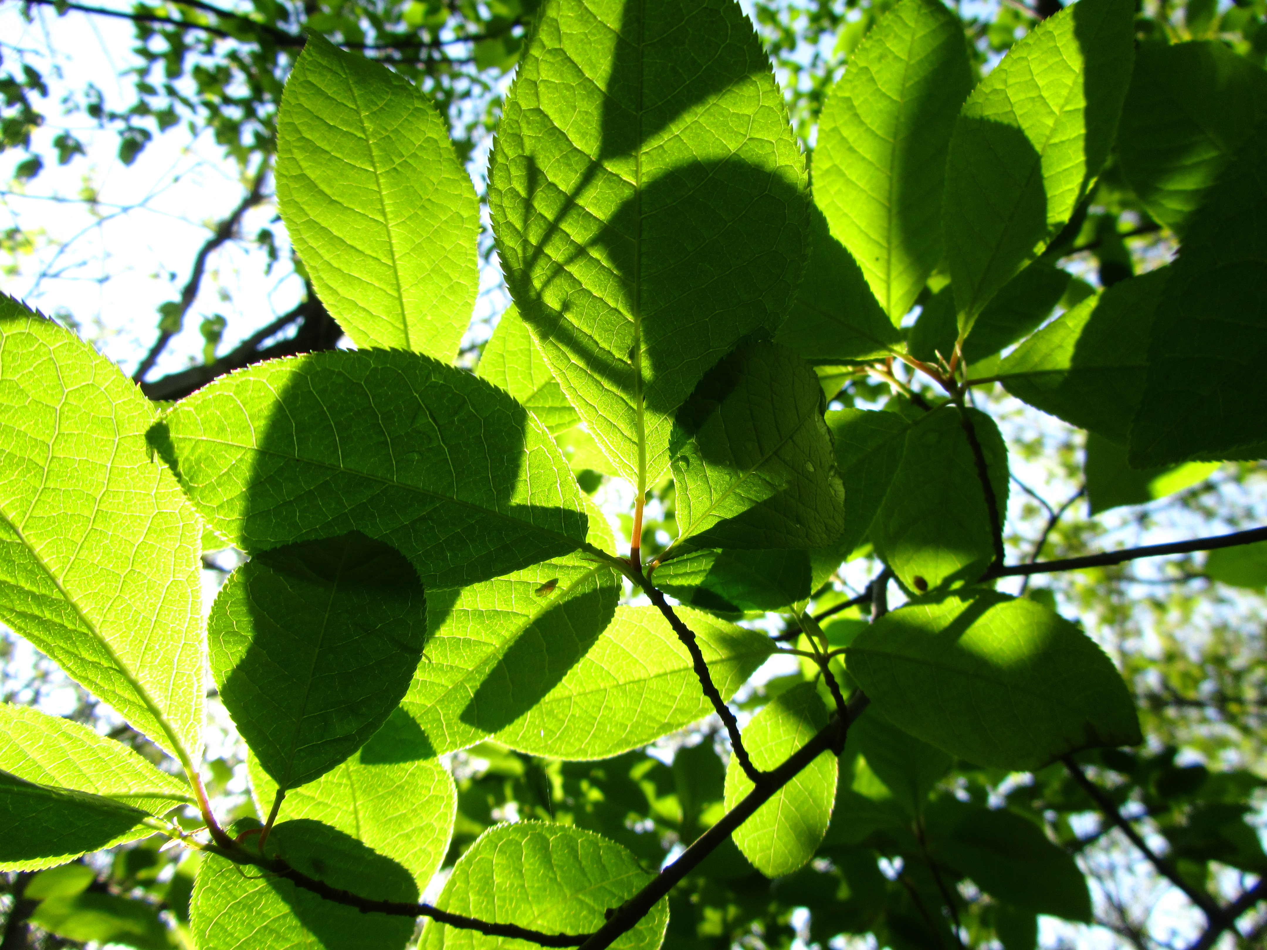 Download mobile wallpaper Leaf, Earth for free.