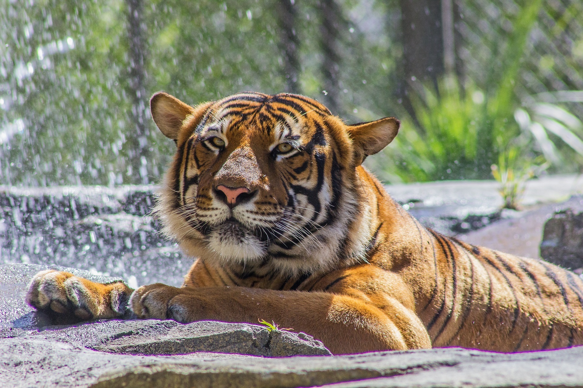 Descarga gratuita de fondo de pantalla para móvil de Animales, Gatos, Bozal, Tigre.