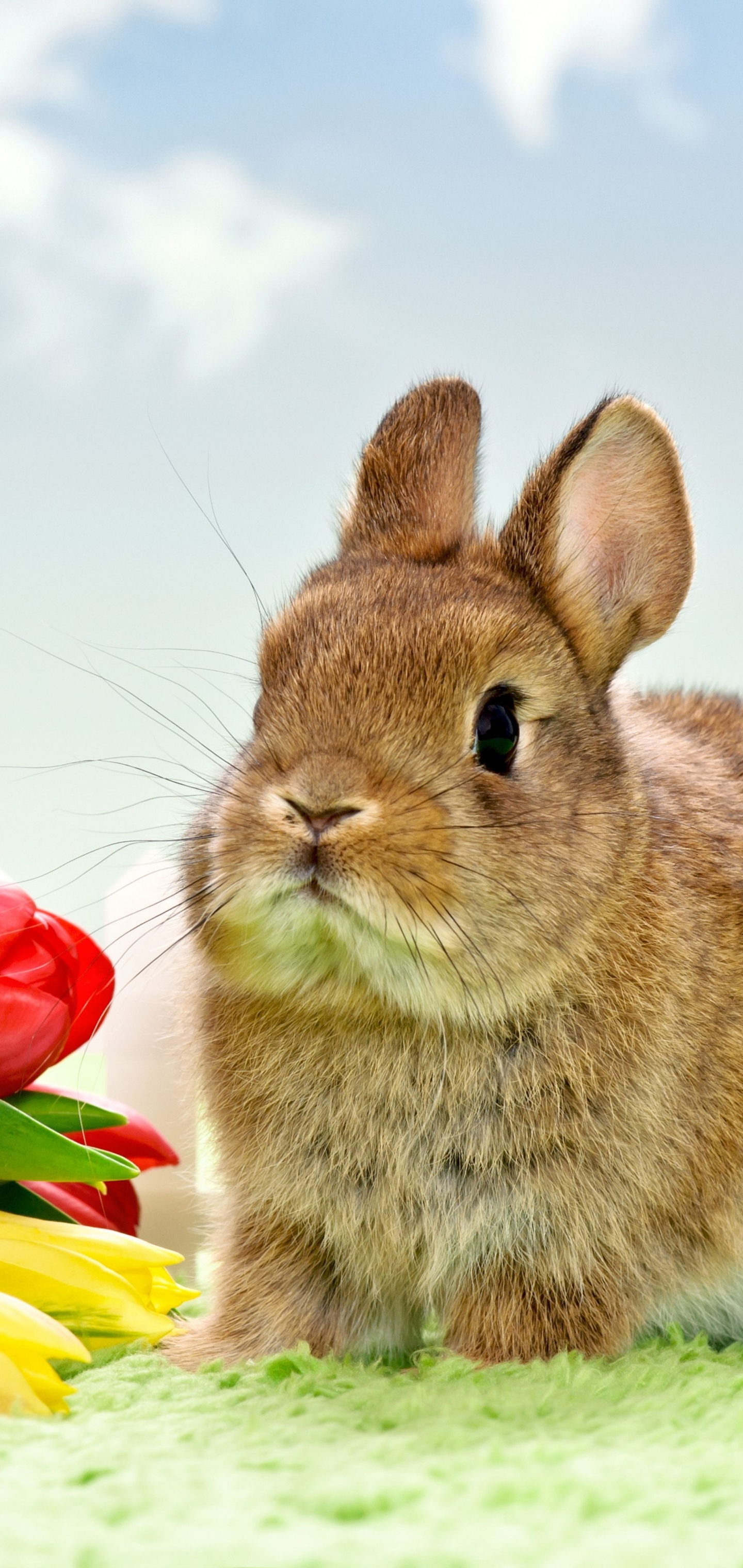 Téléchargez des papiers peints mobile Animaux, Lapin gratuitement.