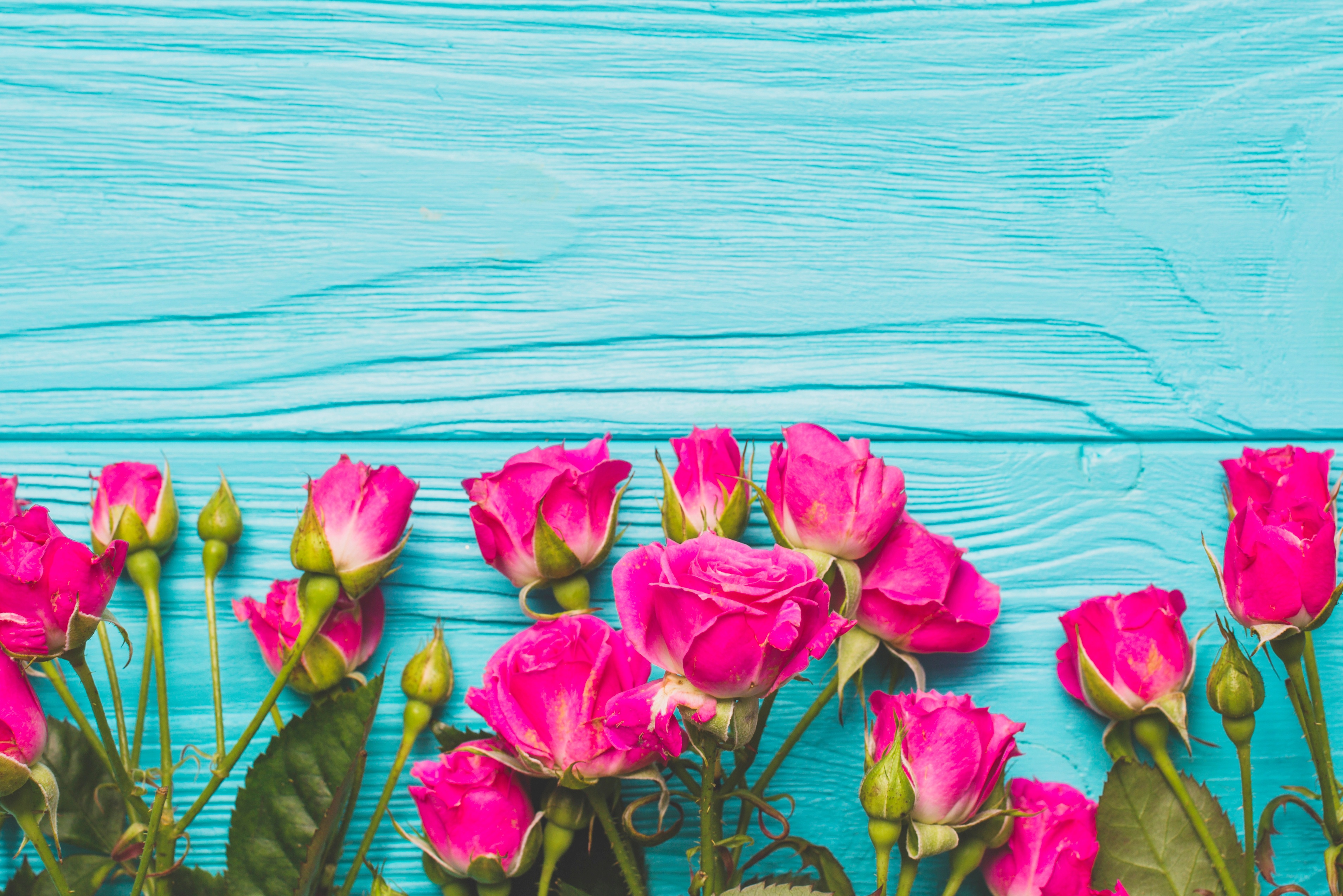 Handy-Wallpaper Blume, Rose, Menschengemacht, Pinke Blume kostenlos herunterladen.