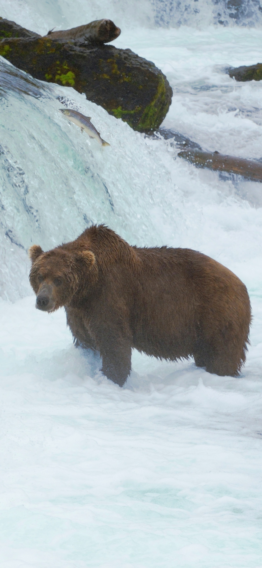 Download mobile wallpaper Bears, Bear, Animal, Fish, Brown Bear for free.