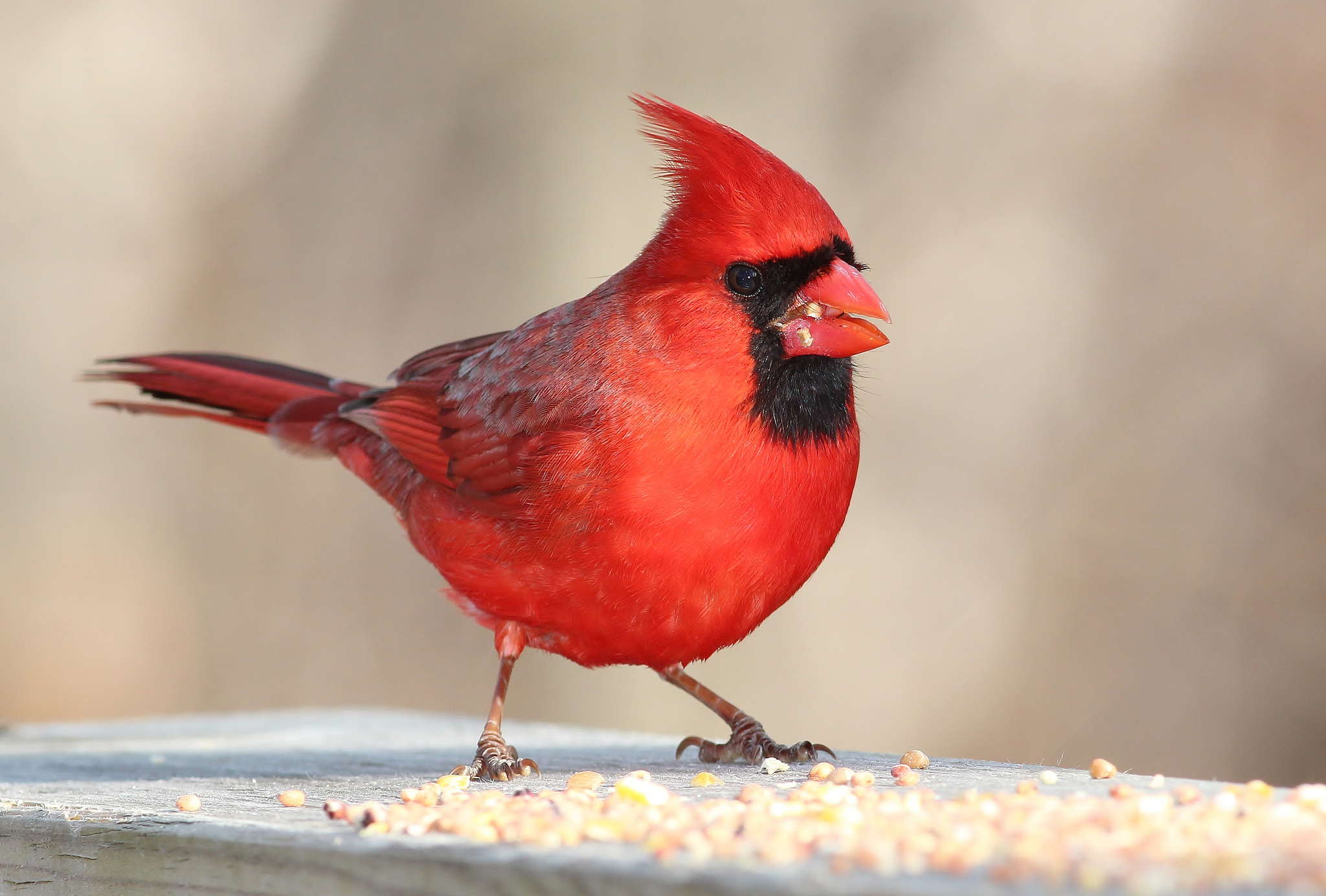 animal, cardinal, bird, close up, northern cardinal, birds
