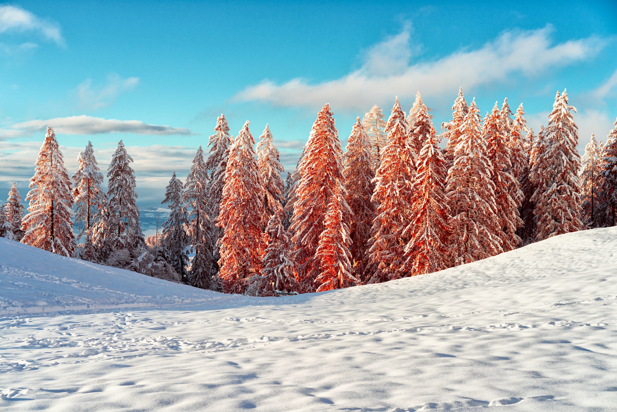 Download mobile wallpaper Winter, Nature, Snow, Earth, Spruce for free.
