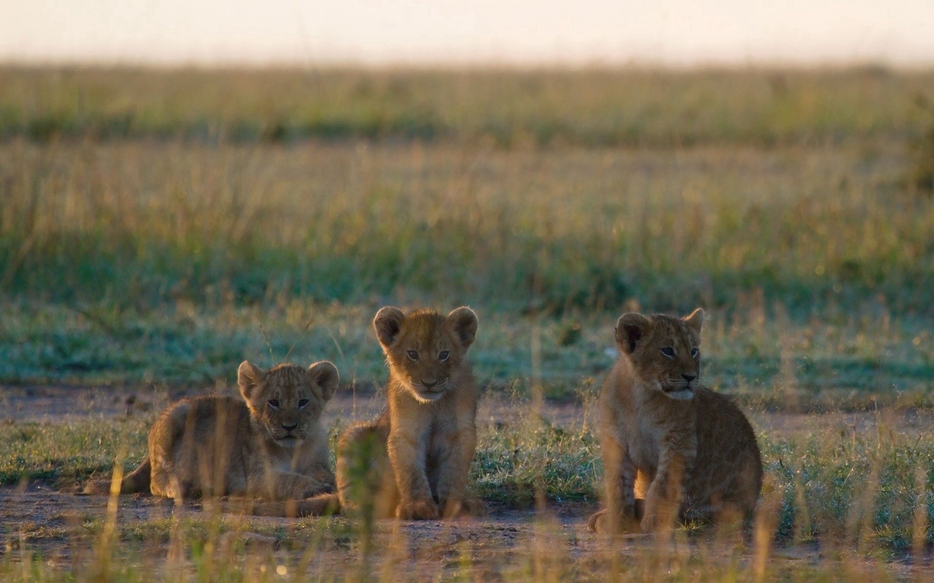 stroll, animals, grass, young, cubs, lion cubs