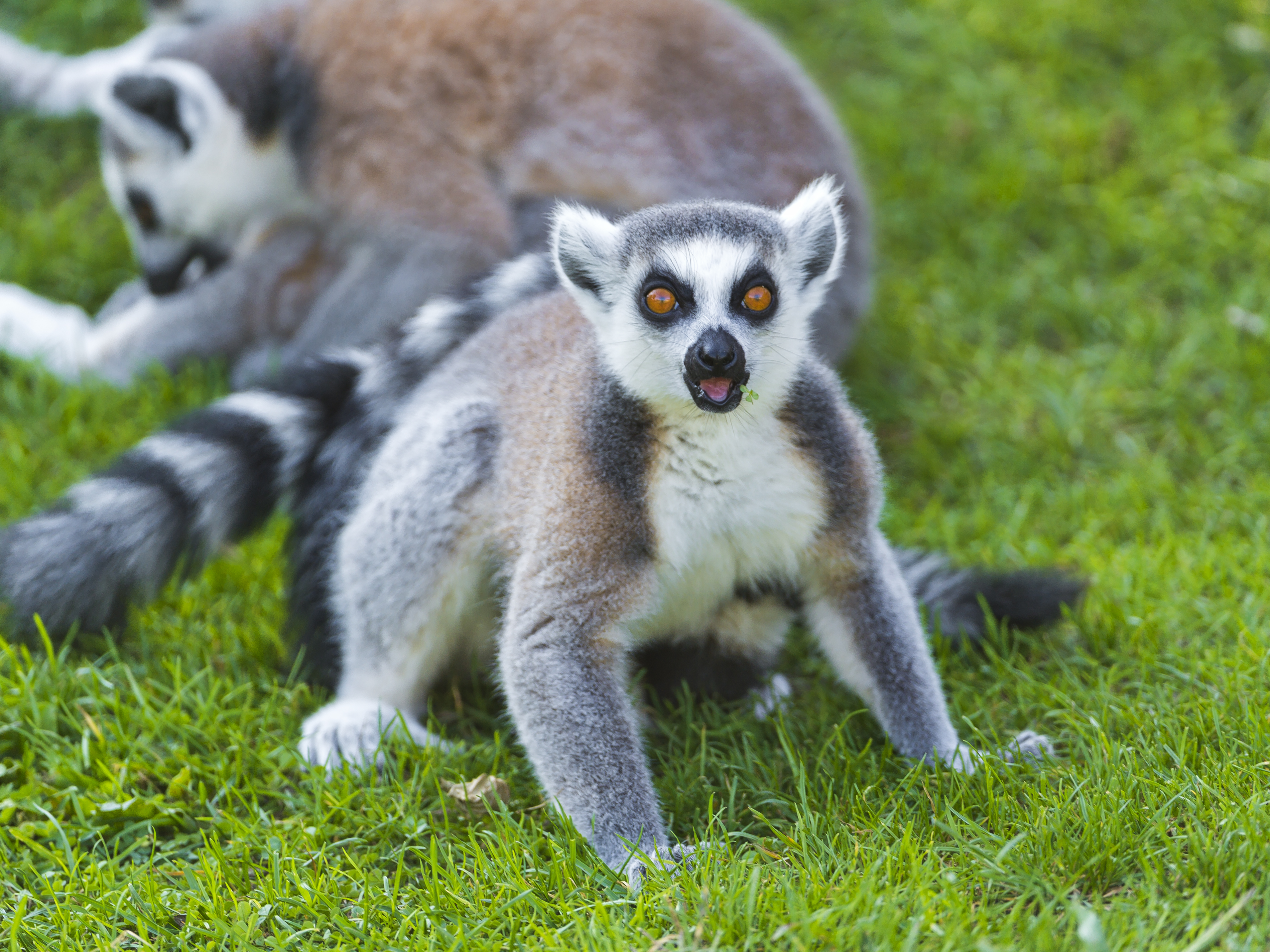 279718 Bild herunterladen tiere, lemur, affen - Hintergrundbilder und Bildschirmschoner kostenlos