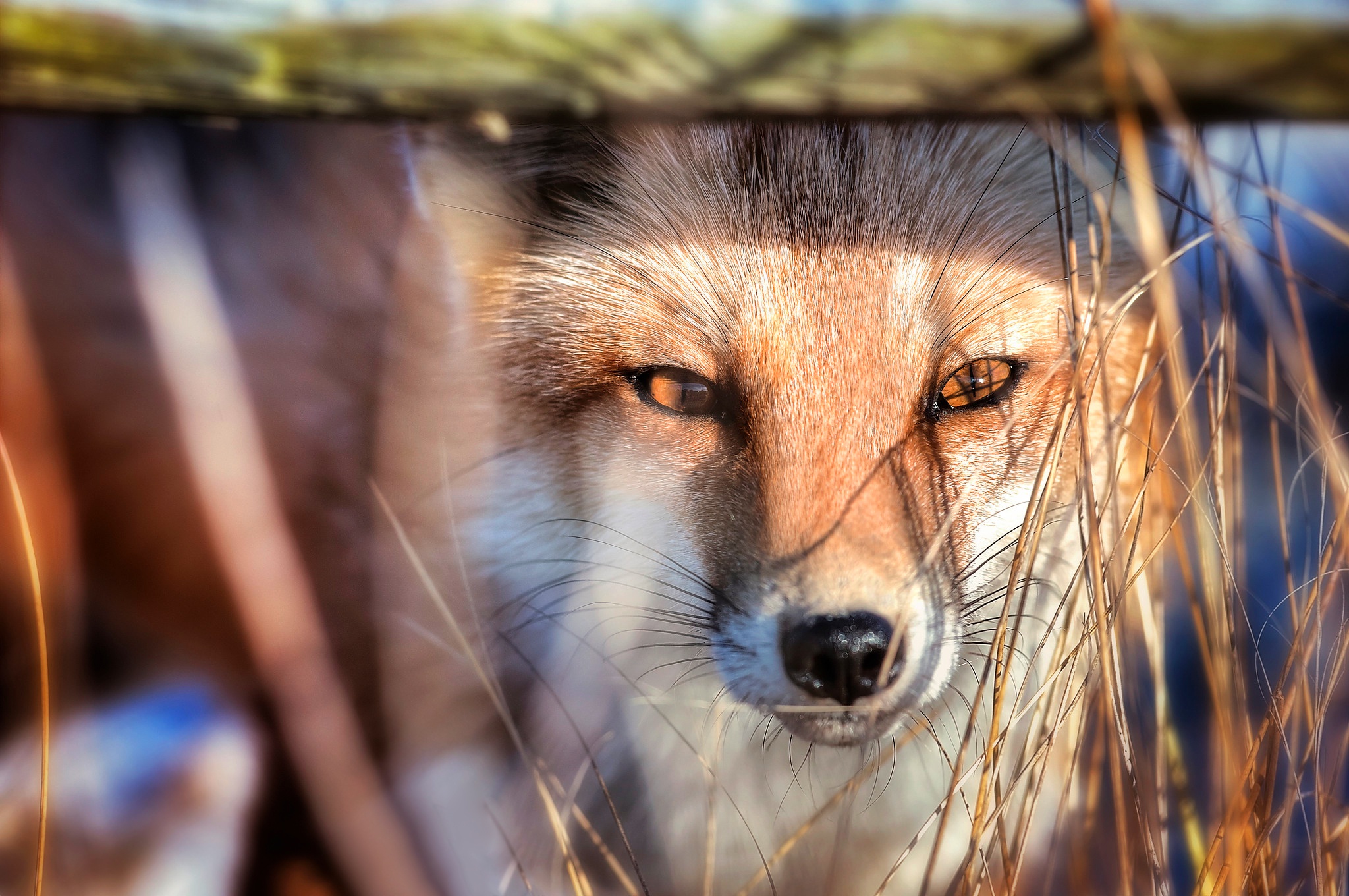 Téléchargez gratuitement l'image Animaux, Renard sur le bureau de votre PC