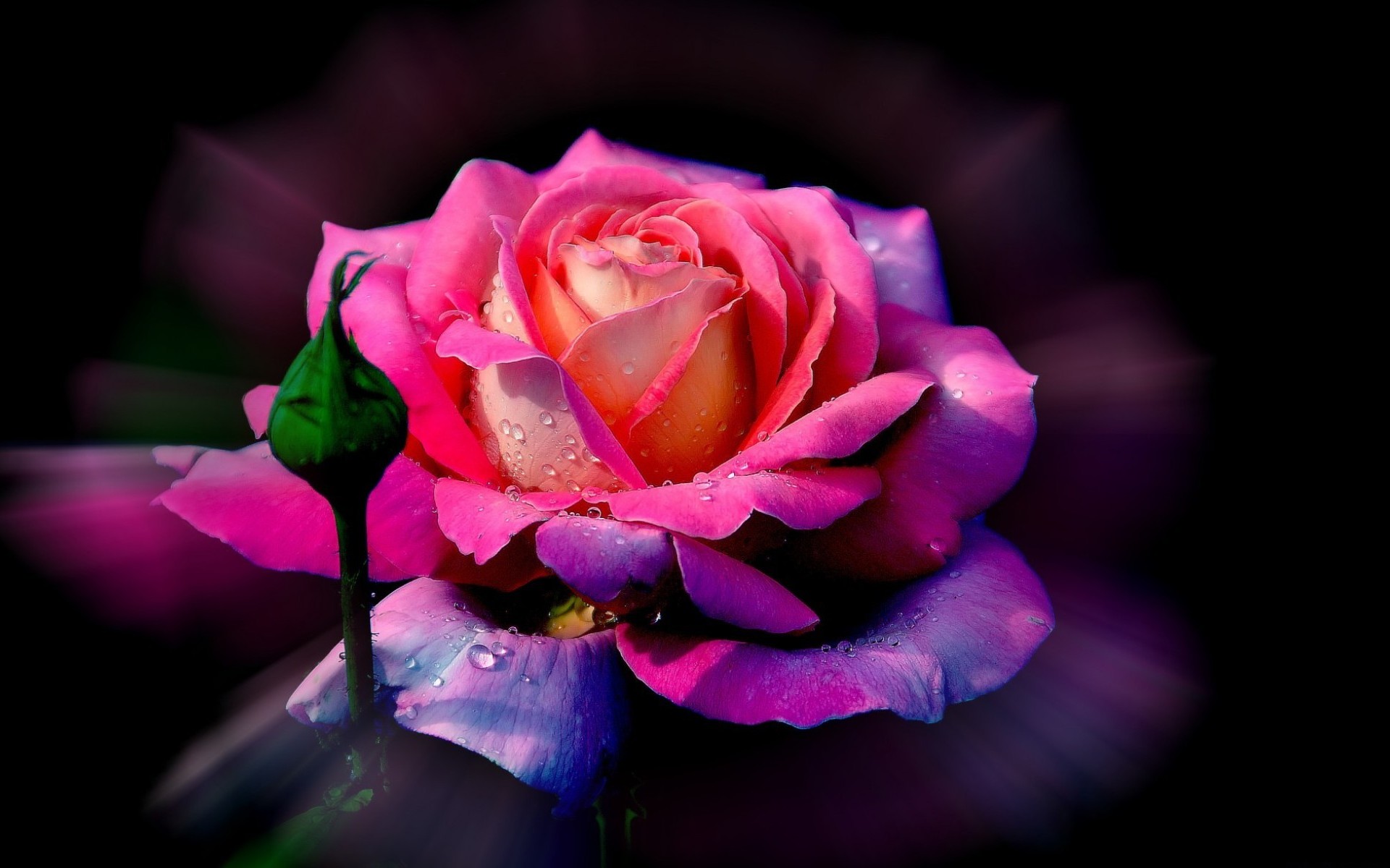 Laden Sie das Blumen, Rose, Tau, Erde/natur-Bild kostenlos auf Ihren PC-Desktop herunter
