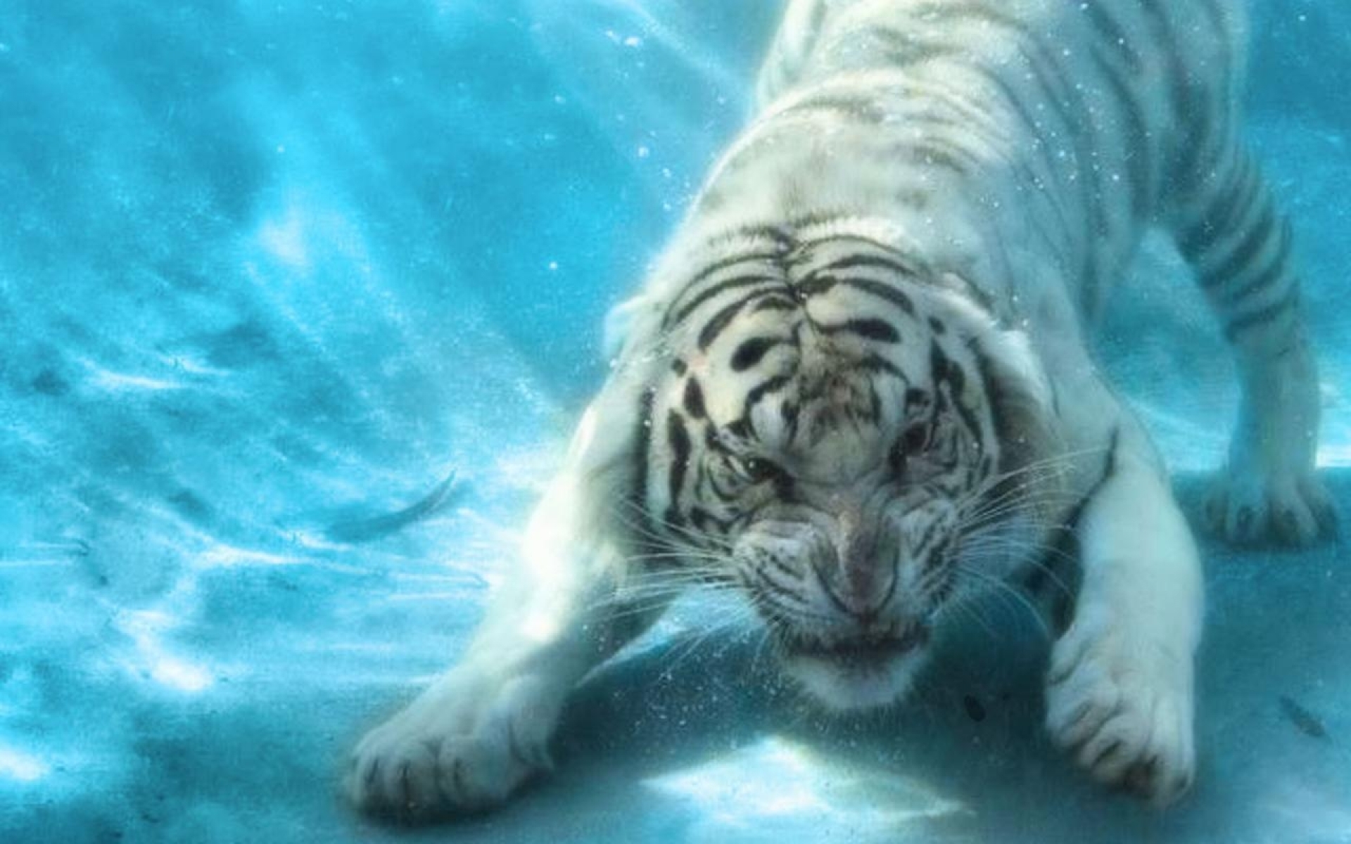 Download mobile wallpaper White Tiger, Underwater, Cats, Animal, Tiger for free.