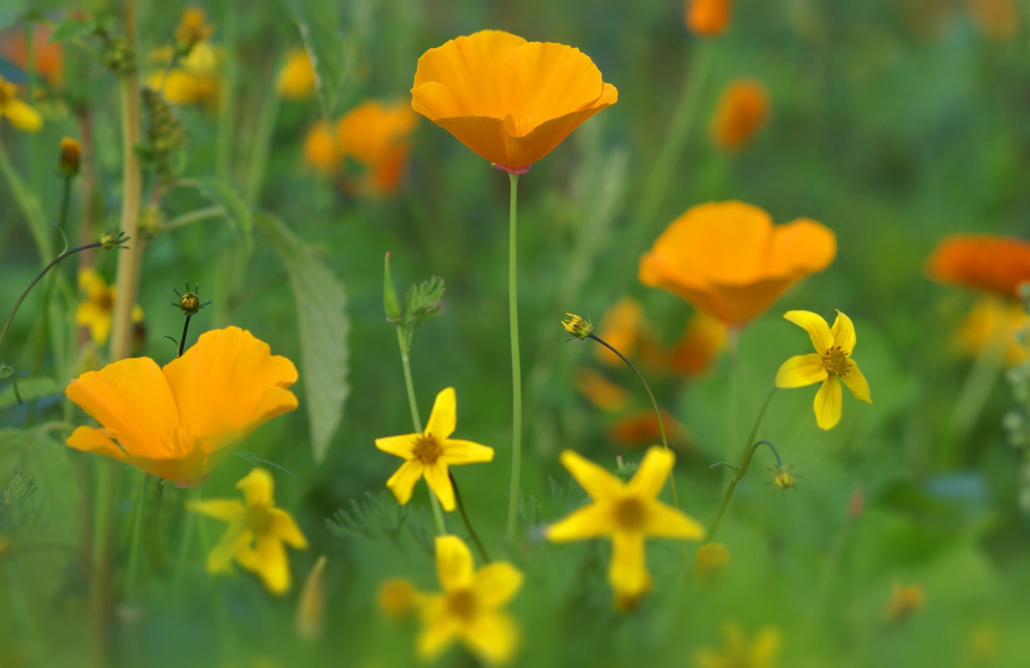 Laden Sie das Natur, Blumen, Mohn, Sommer, Blume, Verwischen, Gelbe Blume, Erde/natur-Bild kostenlos auf Ihren PC-Desktop herunter