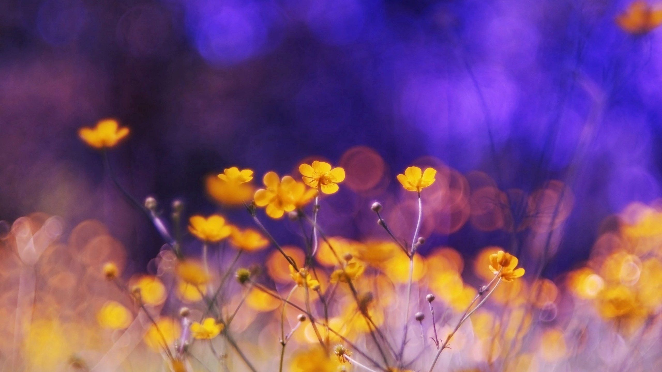 Download mobile wallpaper Polyana, Glade, Glare, Night, Flowers for free.
