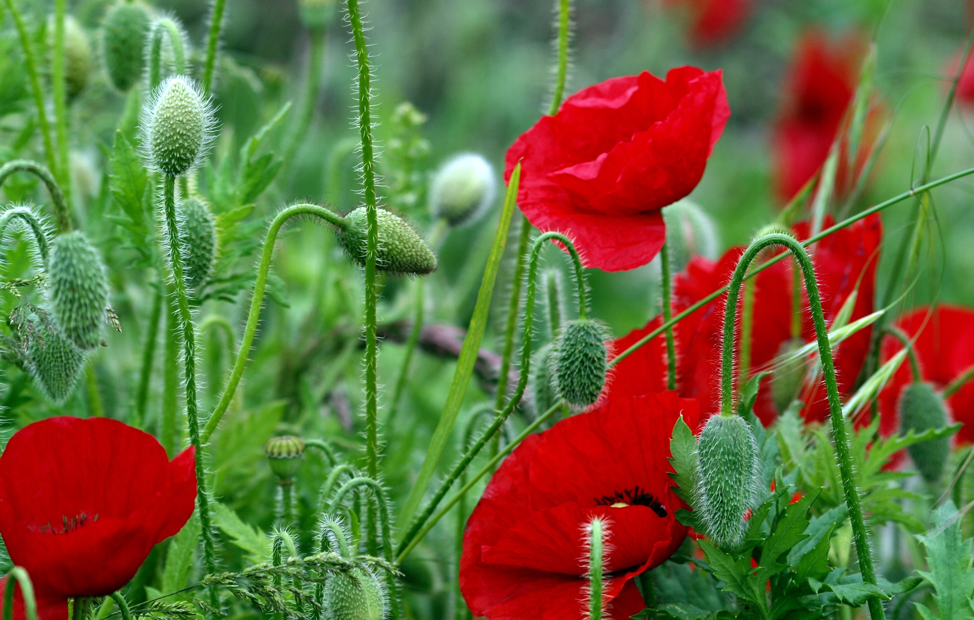 Laden Sie das Blumen, Mohn, Blume, Rote Blume, Erde/natur-Bild kostenlos auf Ihren PC-Desktop herunter