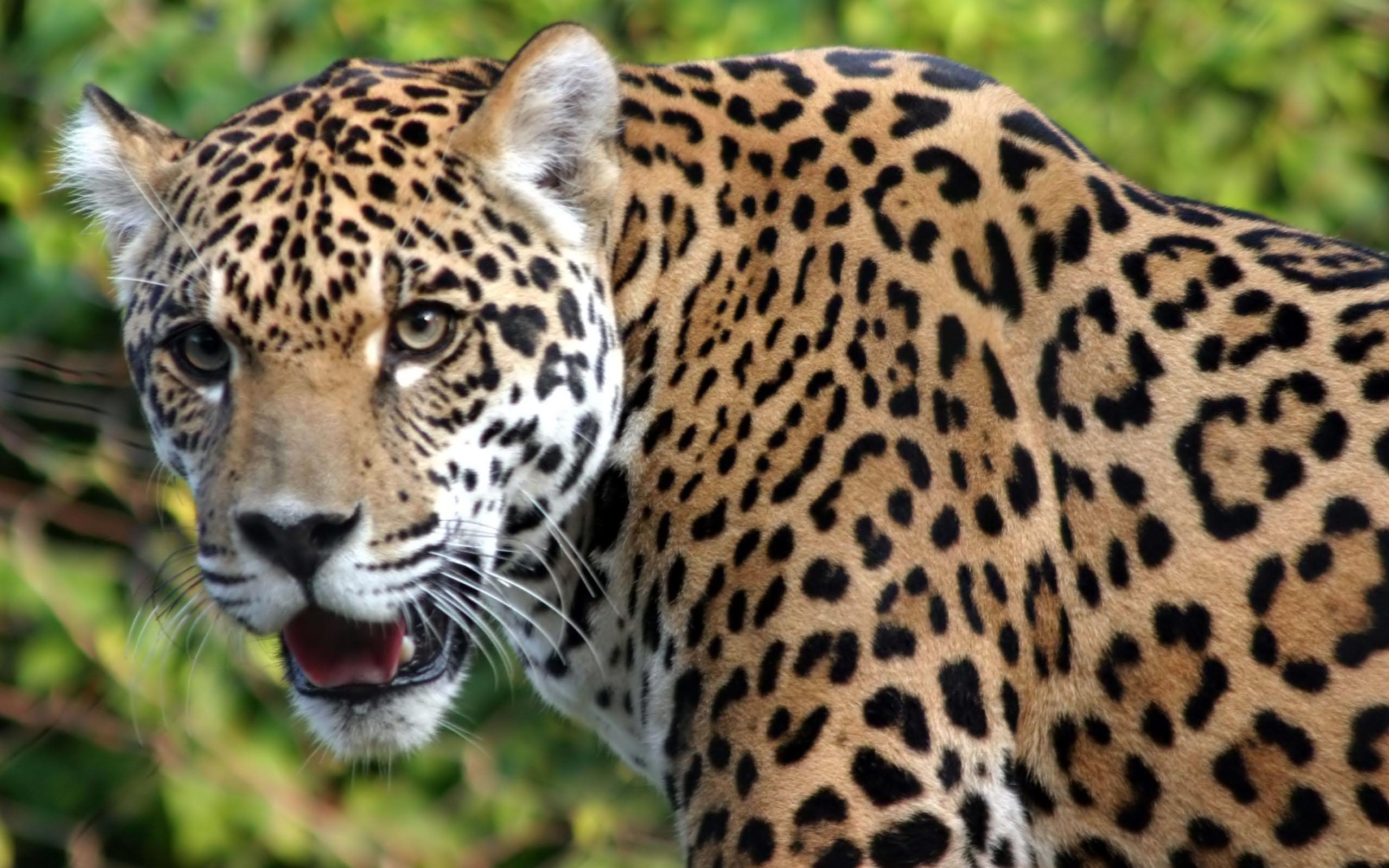 170343 Bild herunterladen tiere, jaguar, katzen - Hintergrundbilder und Bildschirmschoner kostenlos