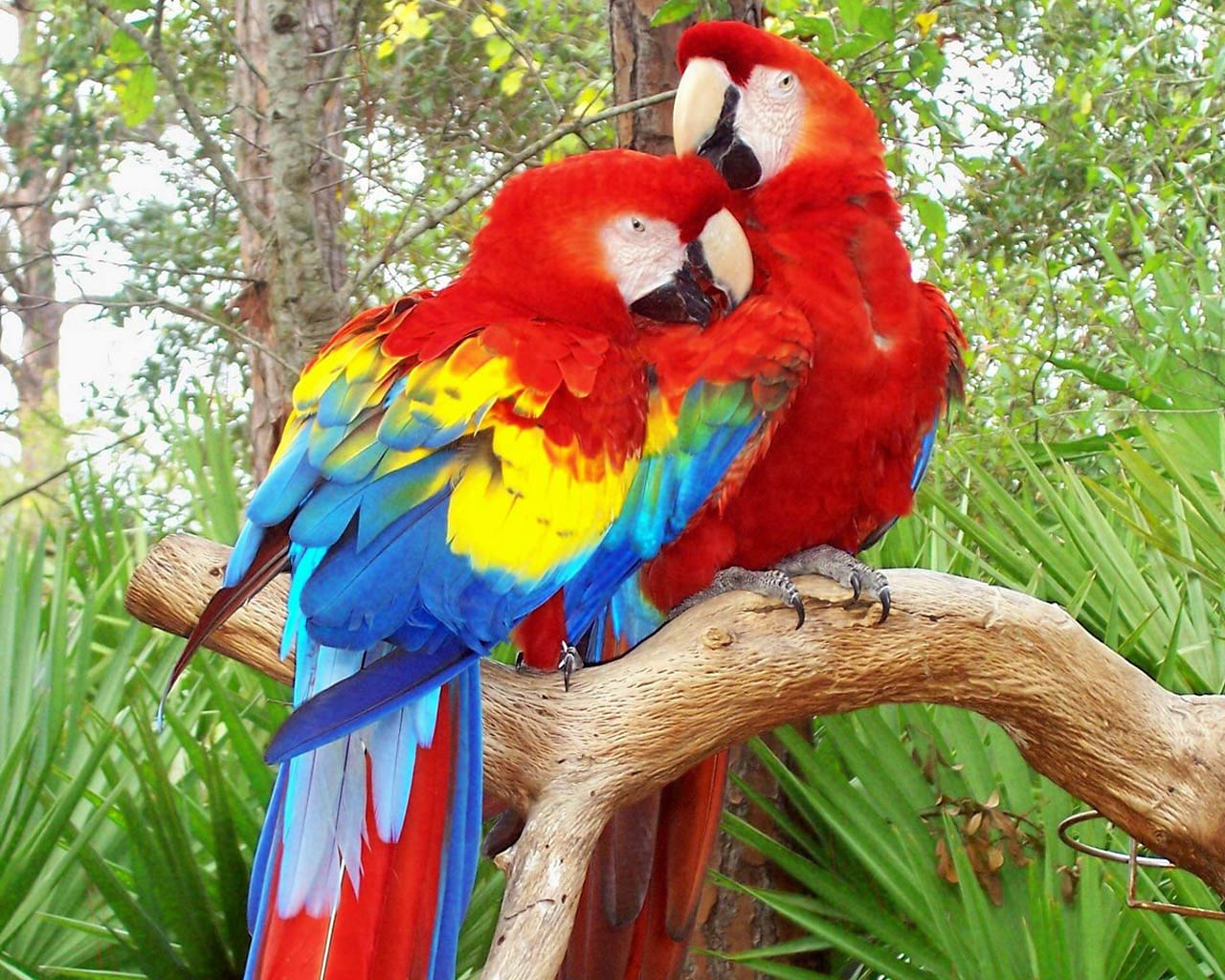 animal, scarlet macaw, bird